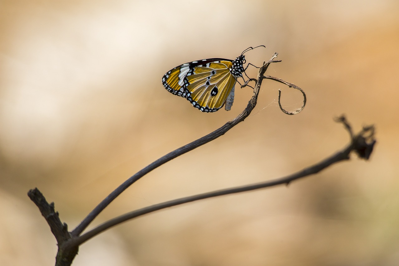 Plain tiger (Danaus chrysippus)