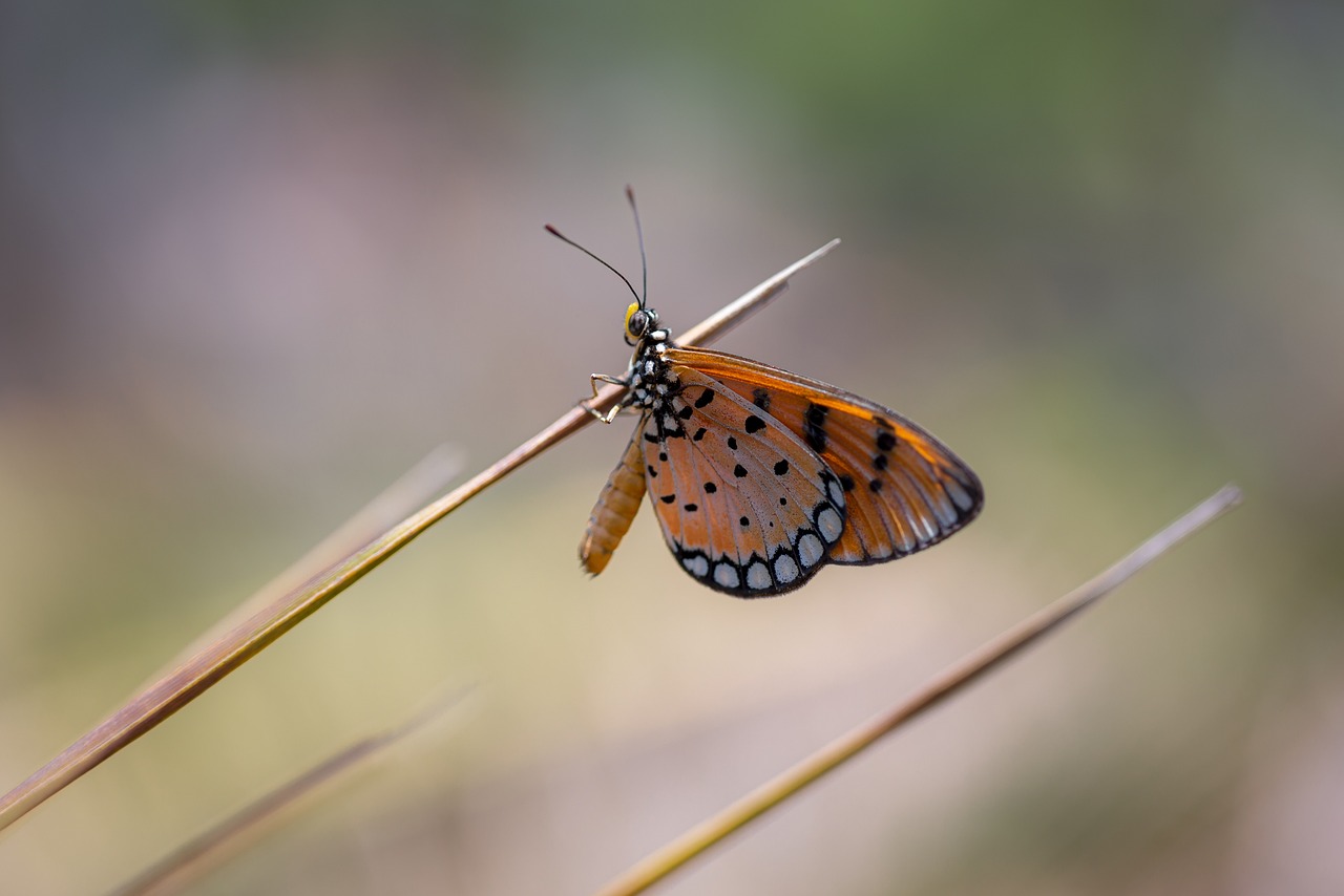 Tawny coster (Acraea violae)