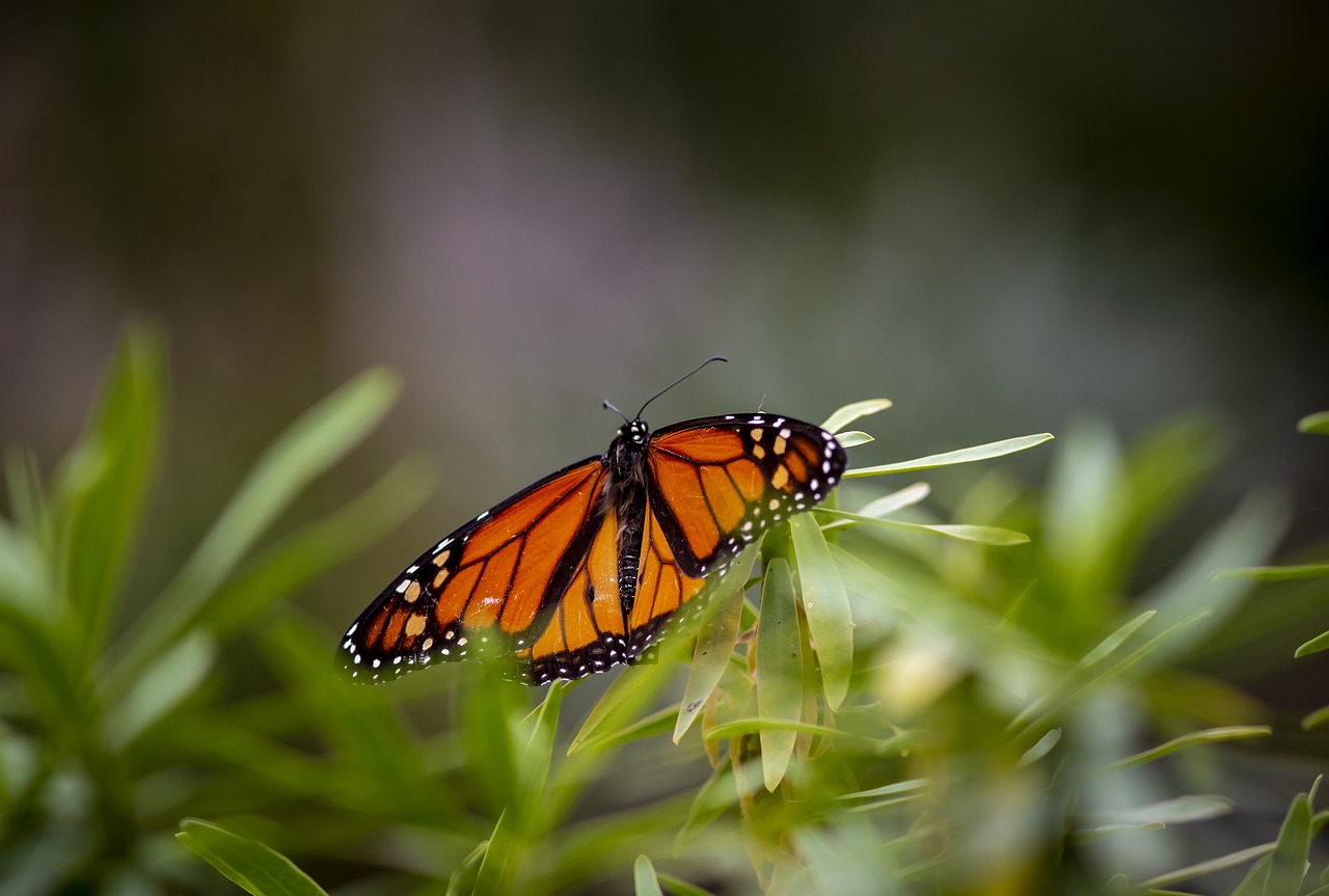 Plain tiger (Danaus chrysippus)