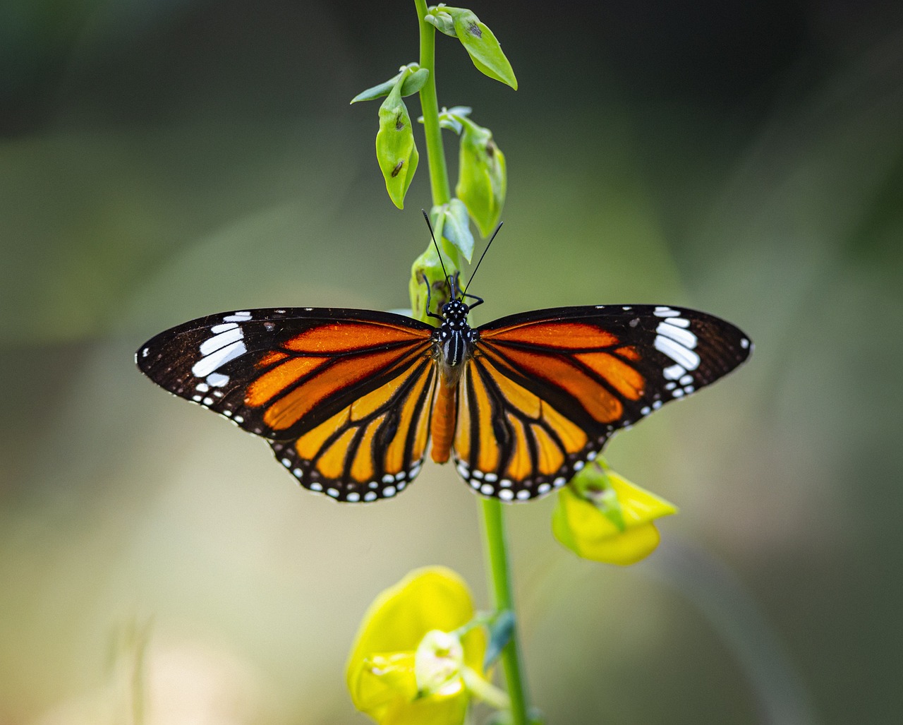 Striped tiger (Danaus genutia)