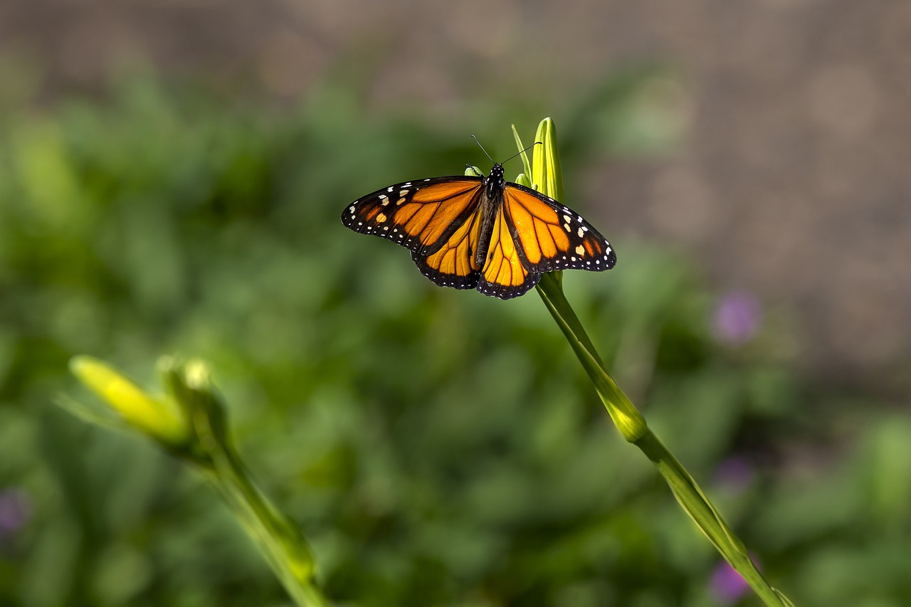 Plain tiger (Danaus chrysippus)