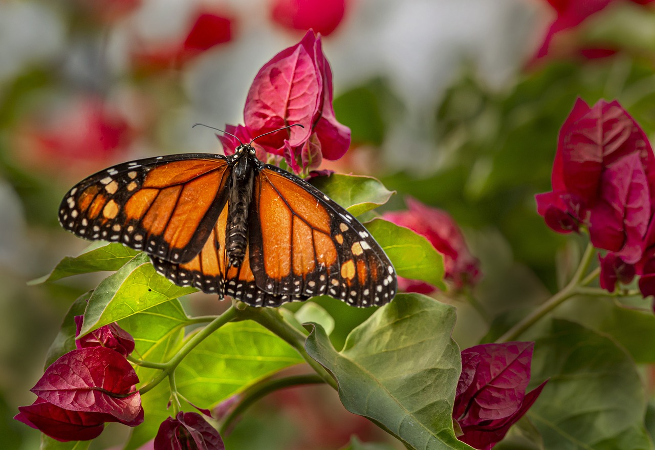 Plain tiger (Danaus chrysippus)