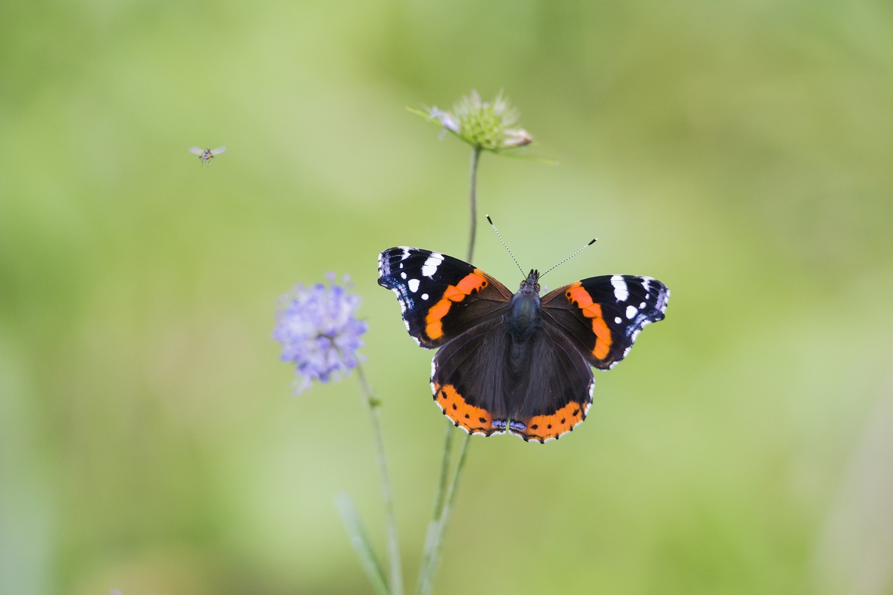 Red admiral (Vanessa atlanta)