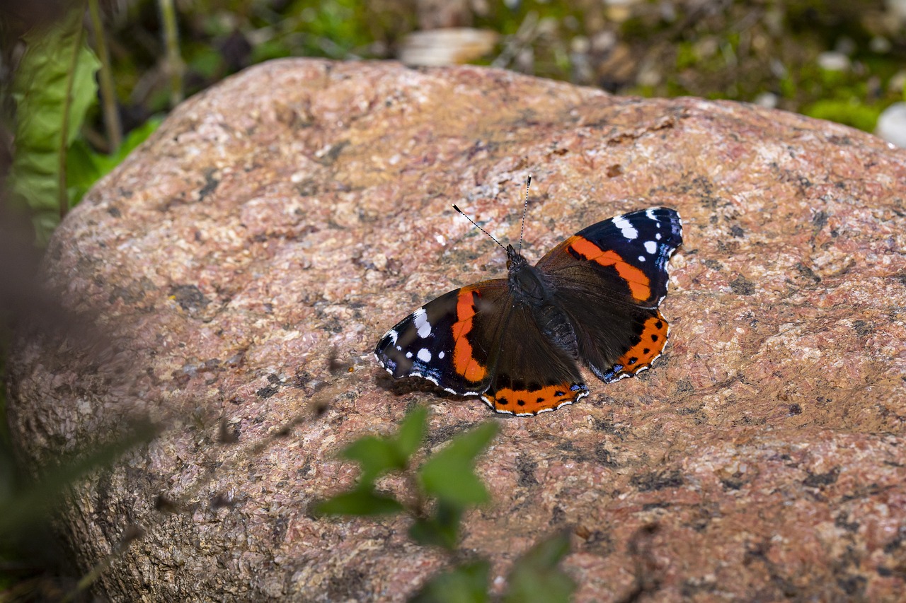 Red admiral (Vanessa atlanta)