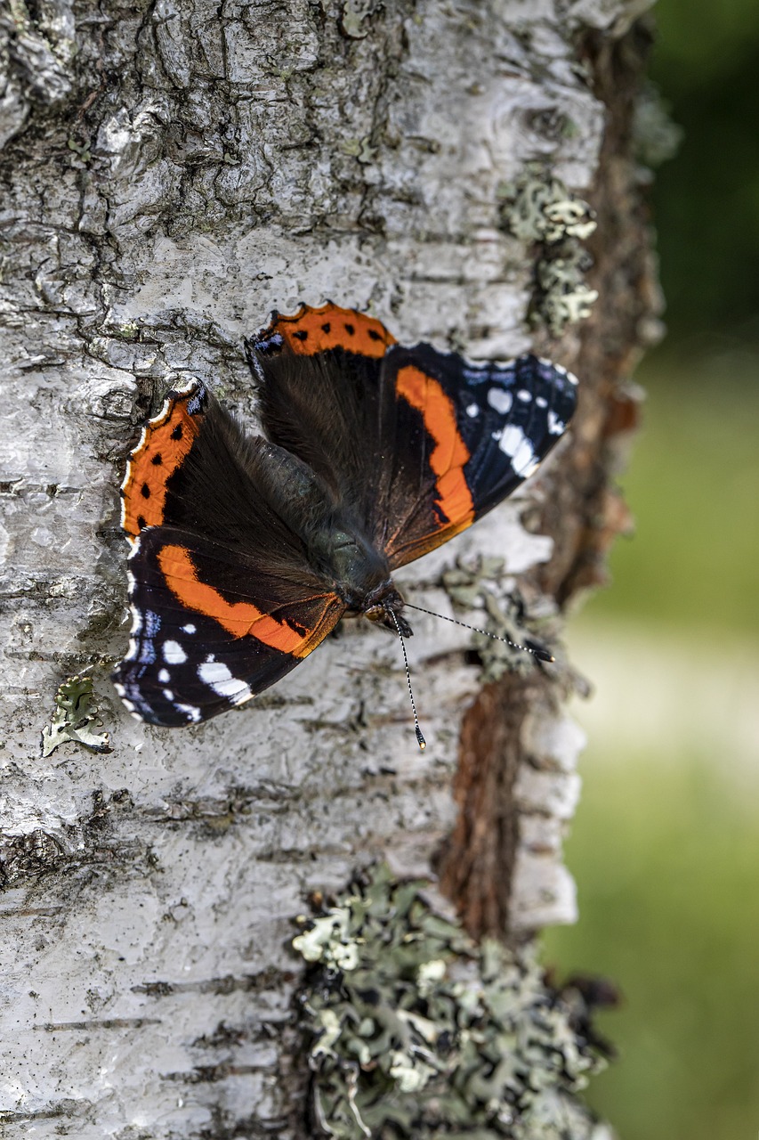 Red admiral (Vanessa atlanta)