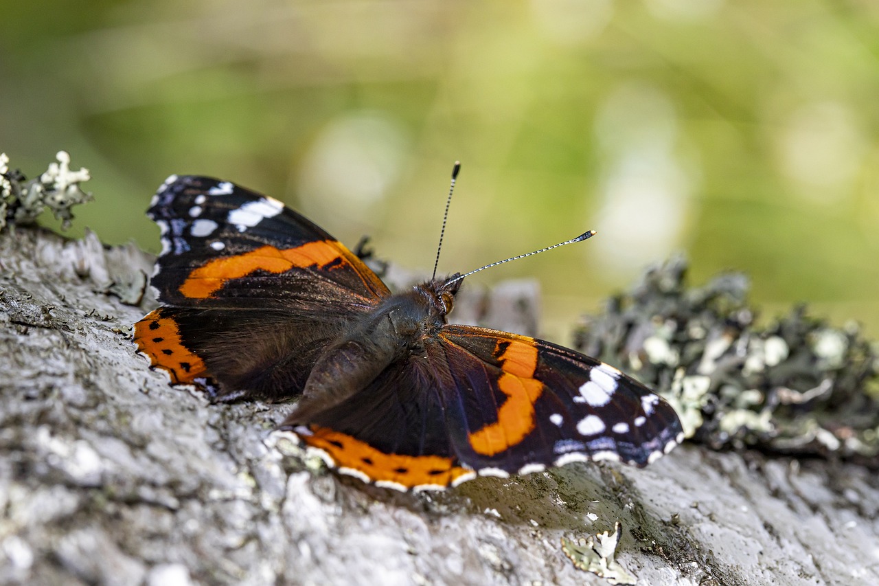 Red admiral (Vanessa atlanta)