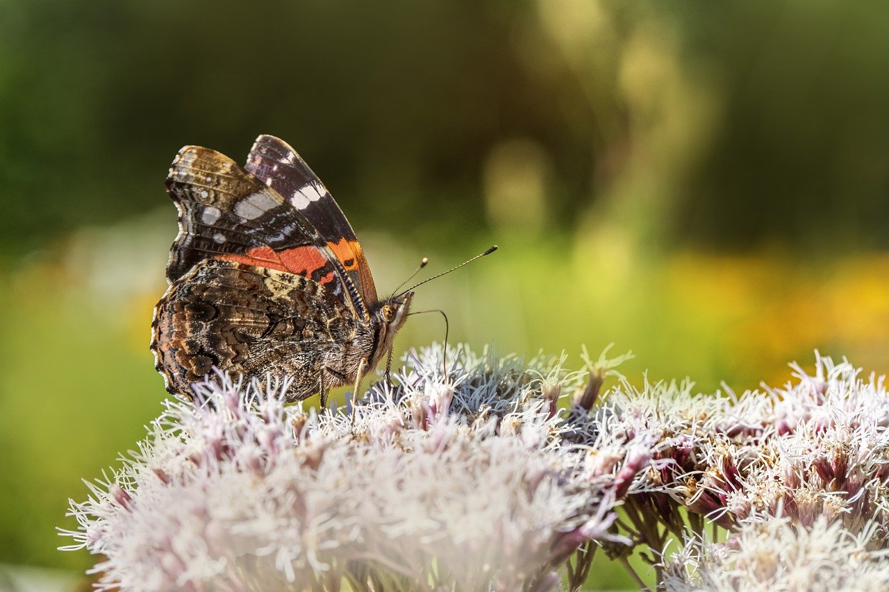 Red admiral (Vanessa atlanta)