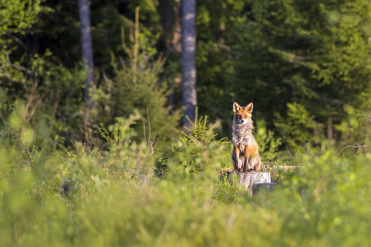 Red fox (Vulpes vulpes)