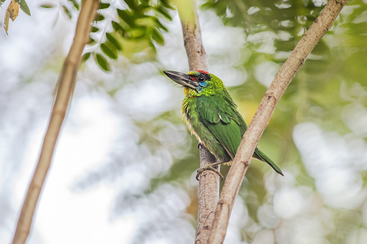 Red-throated Barbet (Megalaima mystacophanos)