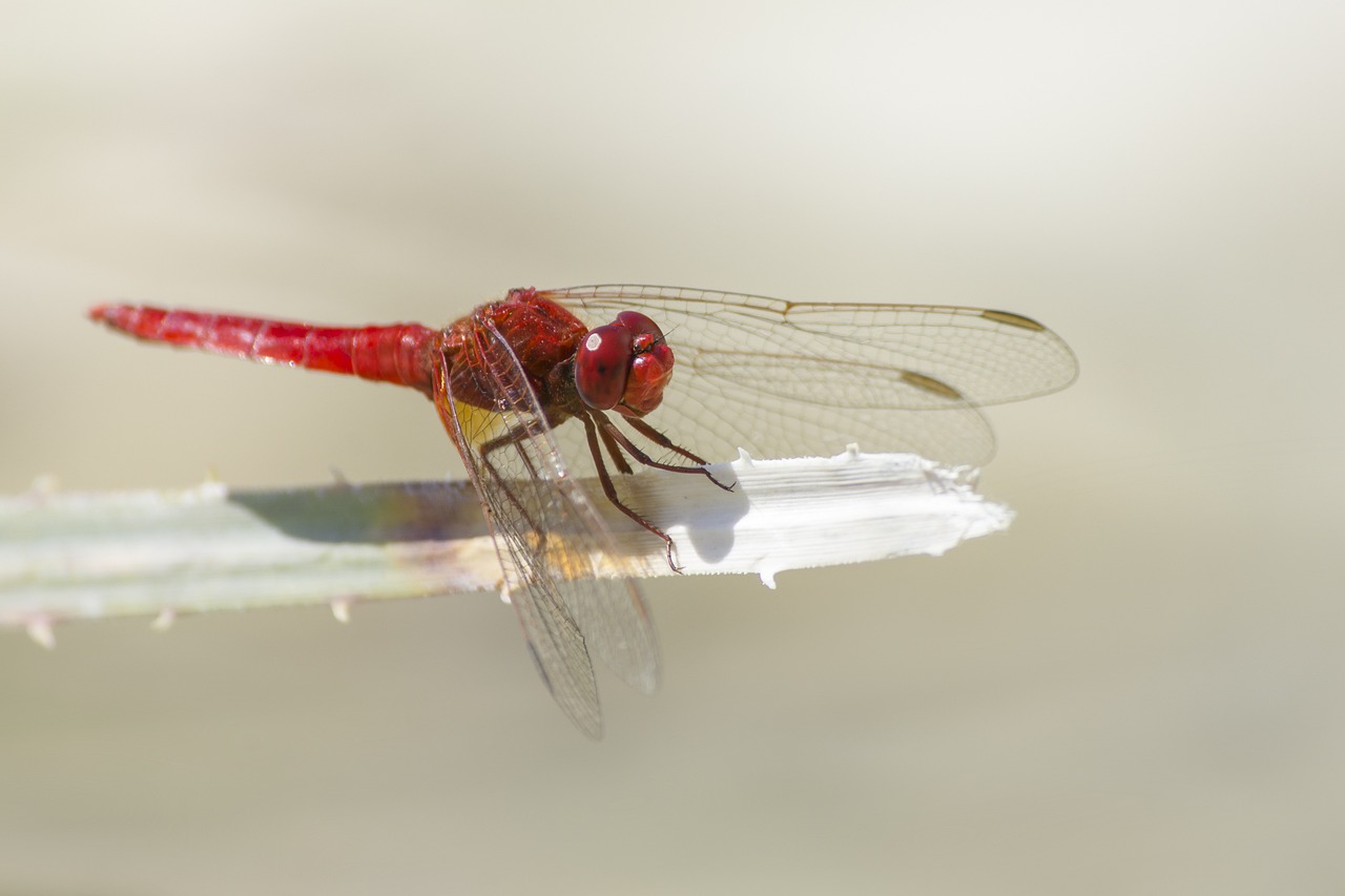 Scarlet dragonfly (Crocothemis erythraea)