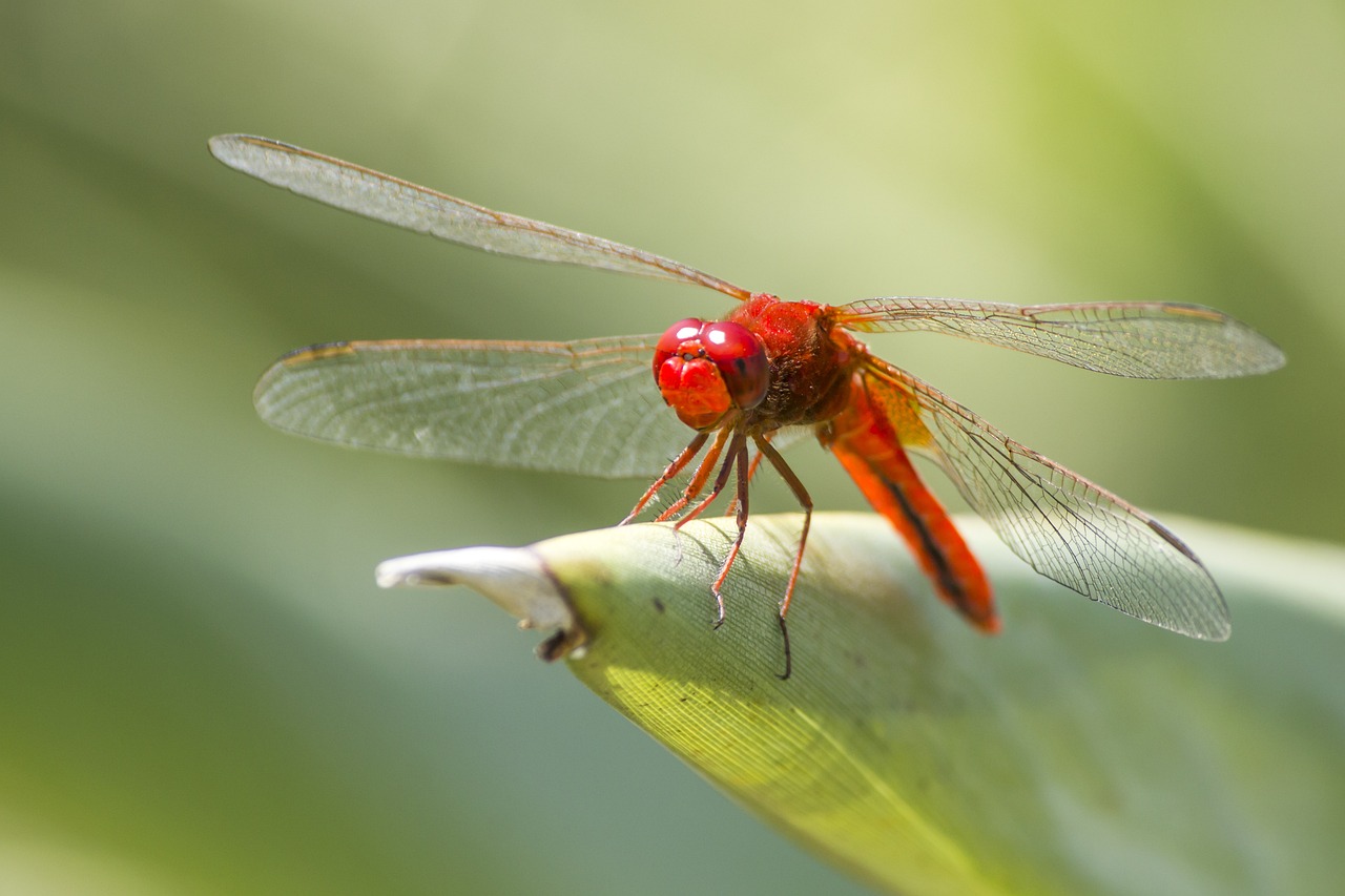 Scarlet dragonfly (Crocothemis erythraea)