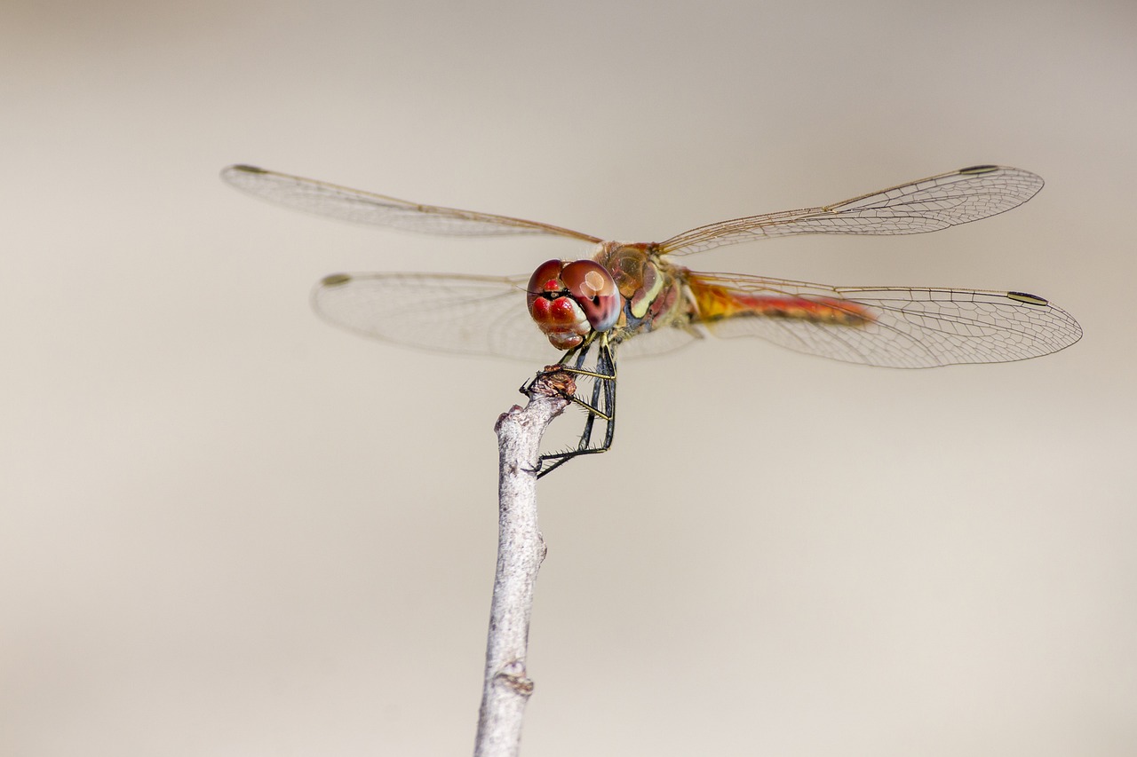 Red-veined Darter (Sympetrum fonscolombii)