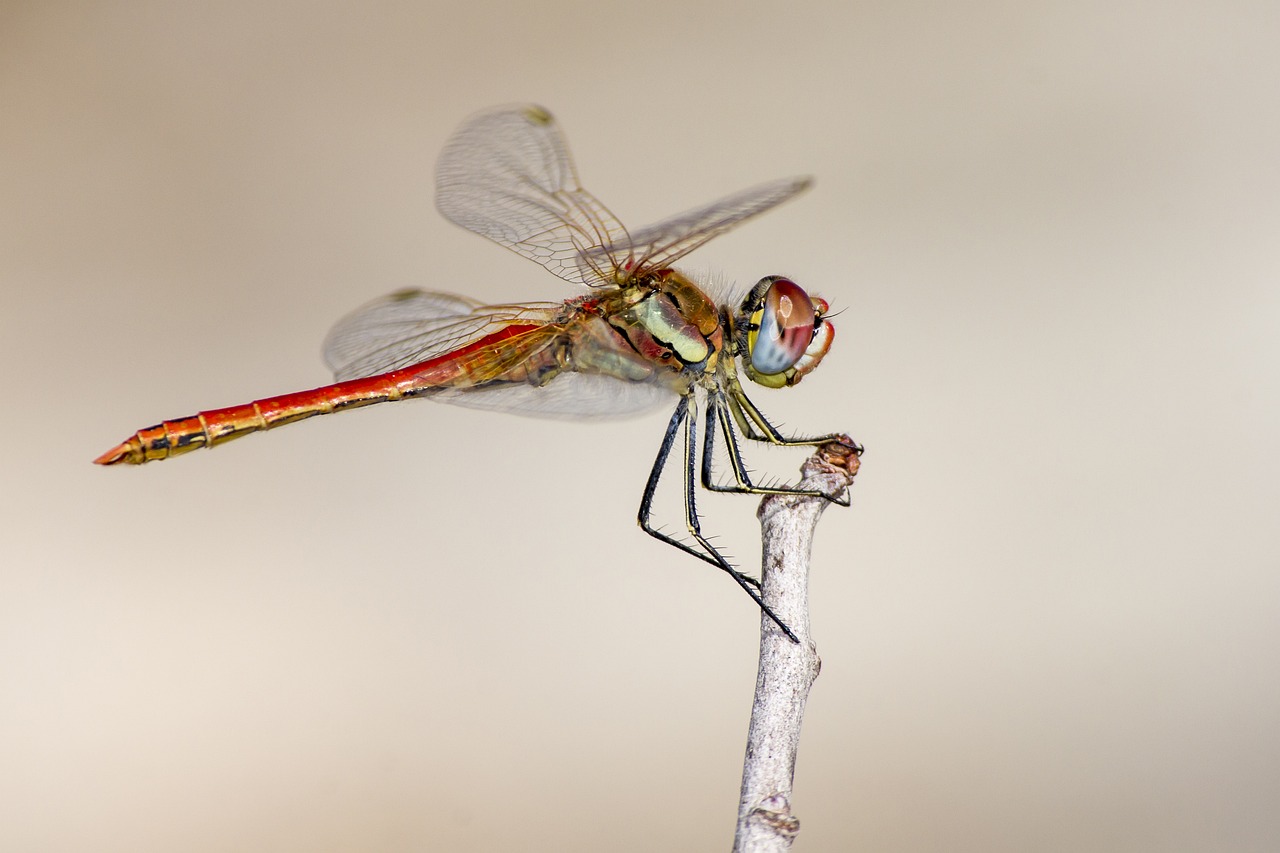 Red-veined Darter (Sympetrum fonscolombii)