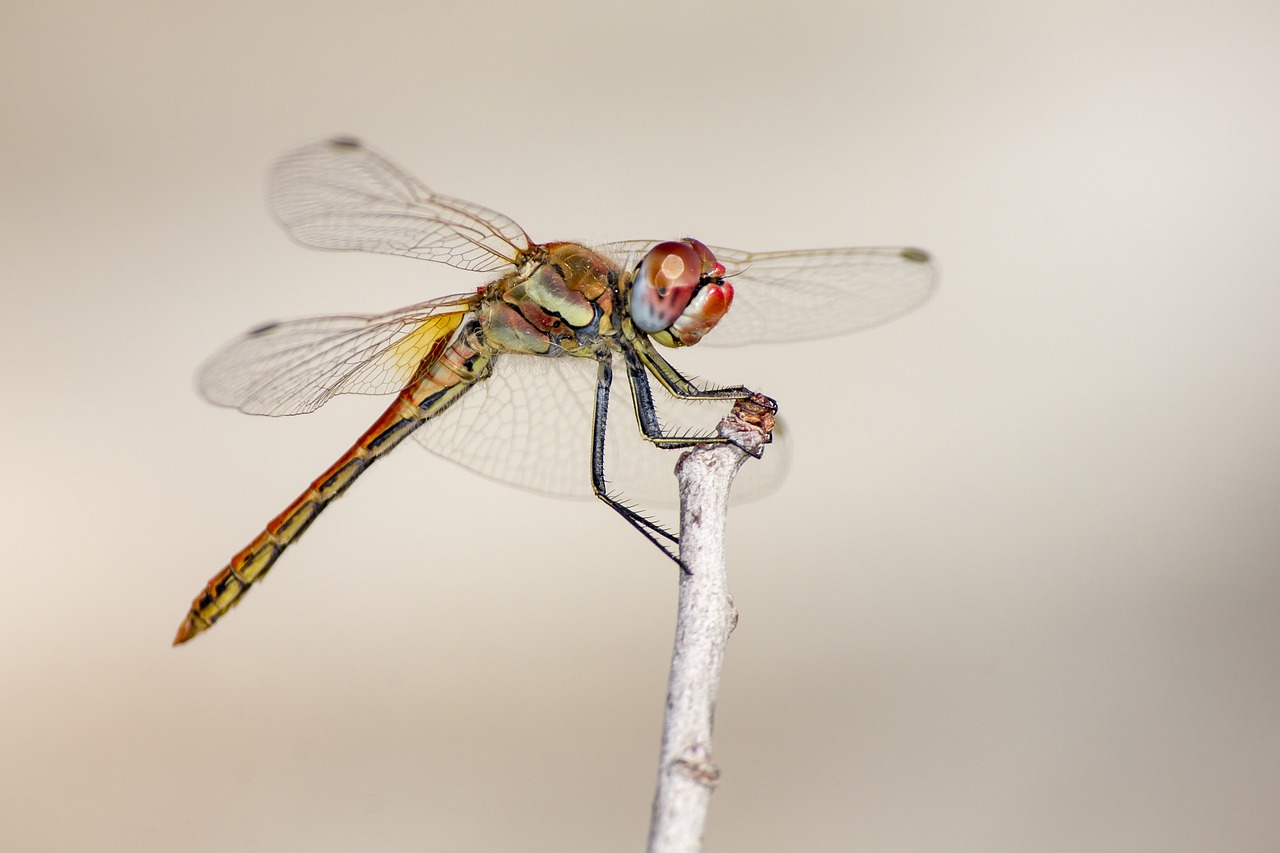 Red-veined Darter (Sympetrum fonscolombii)