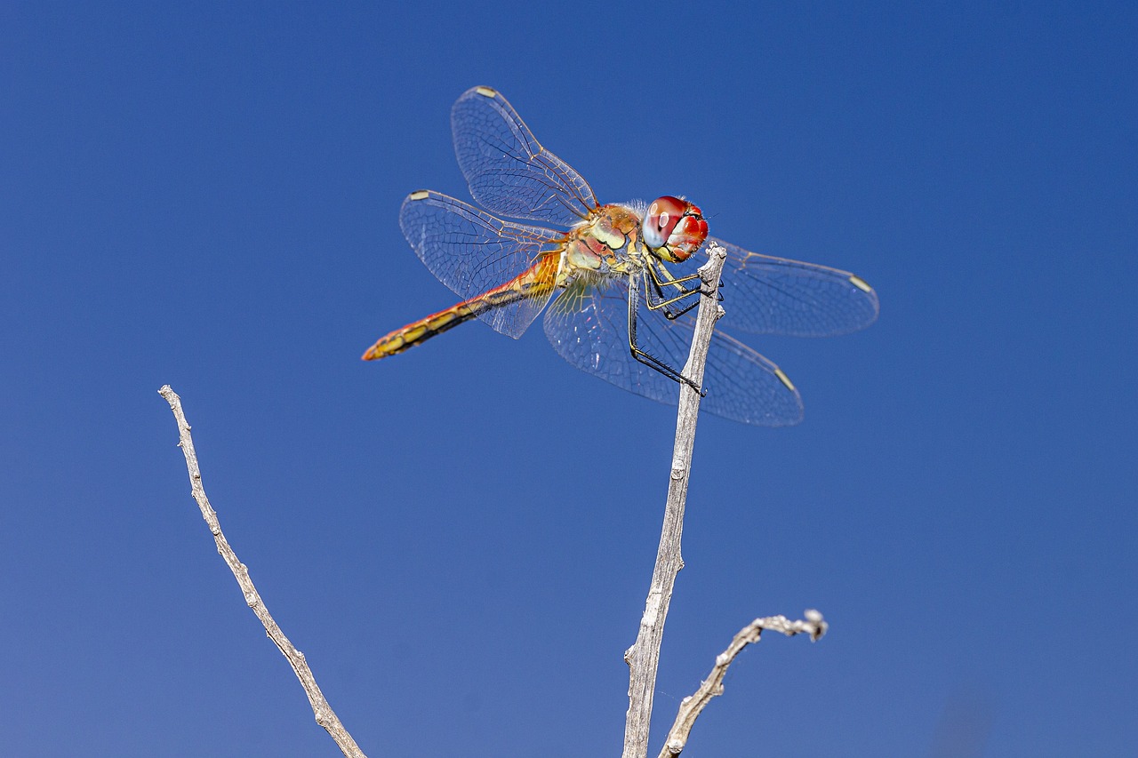 Red-veined Darter (Sympetrum fonscolombii)