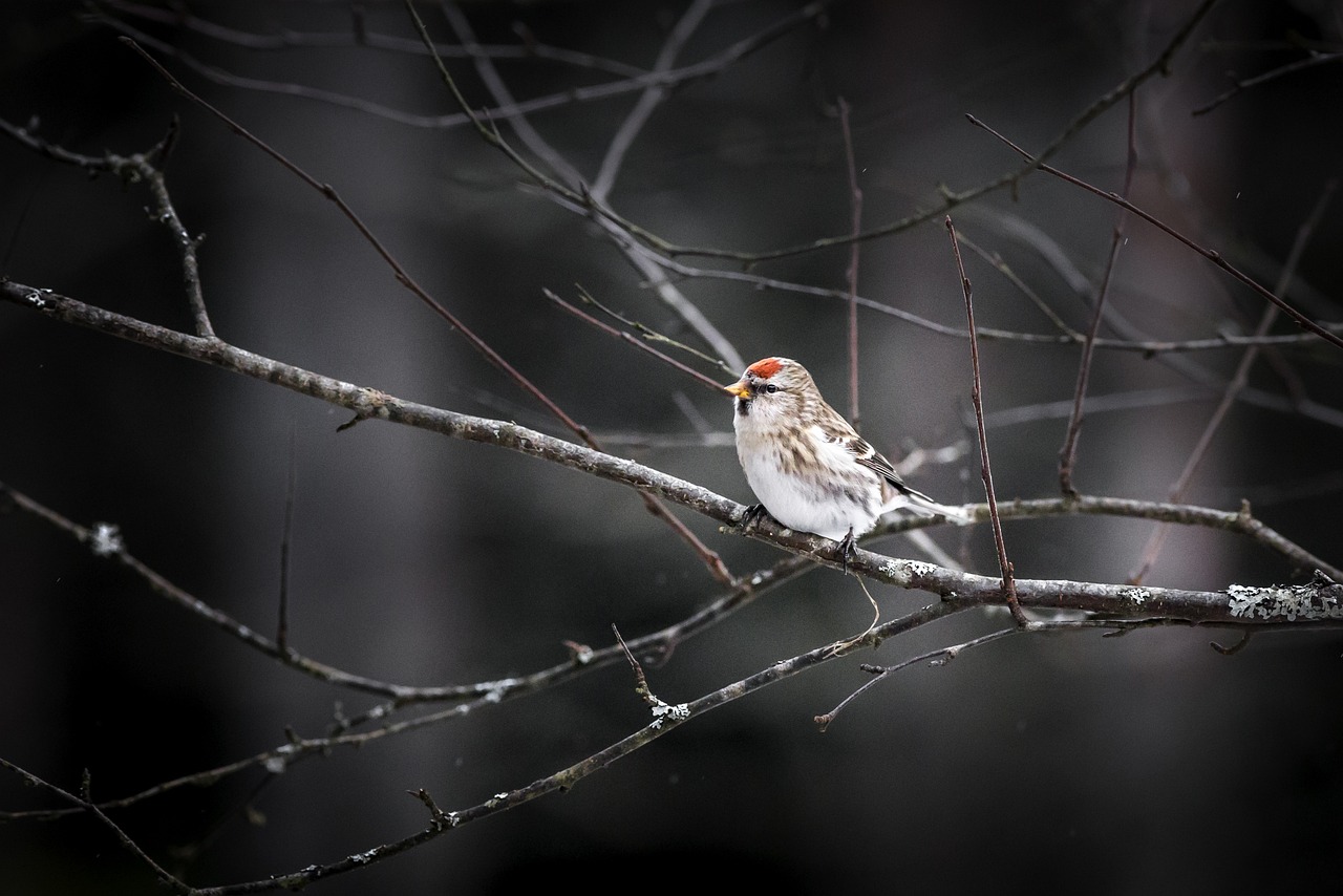 Common Redpoll (Acanthis flammea)