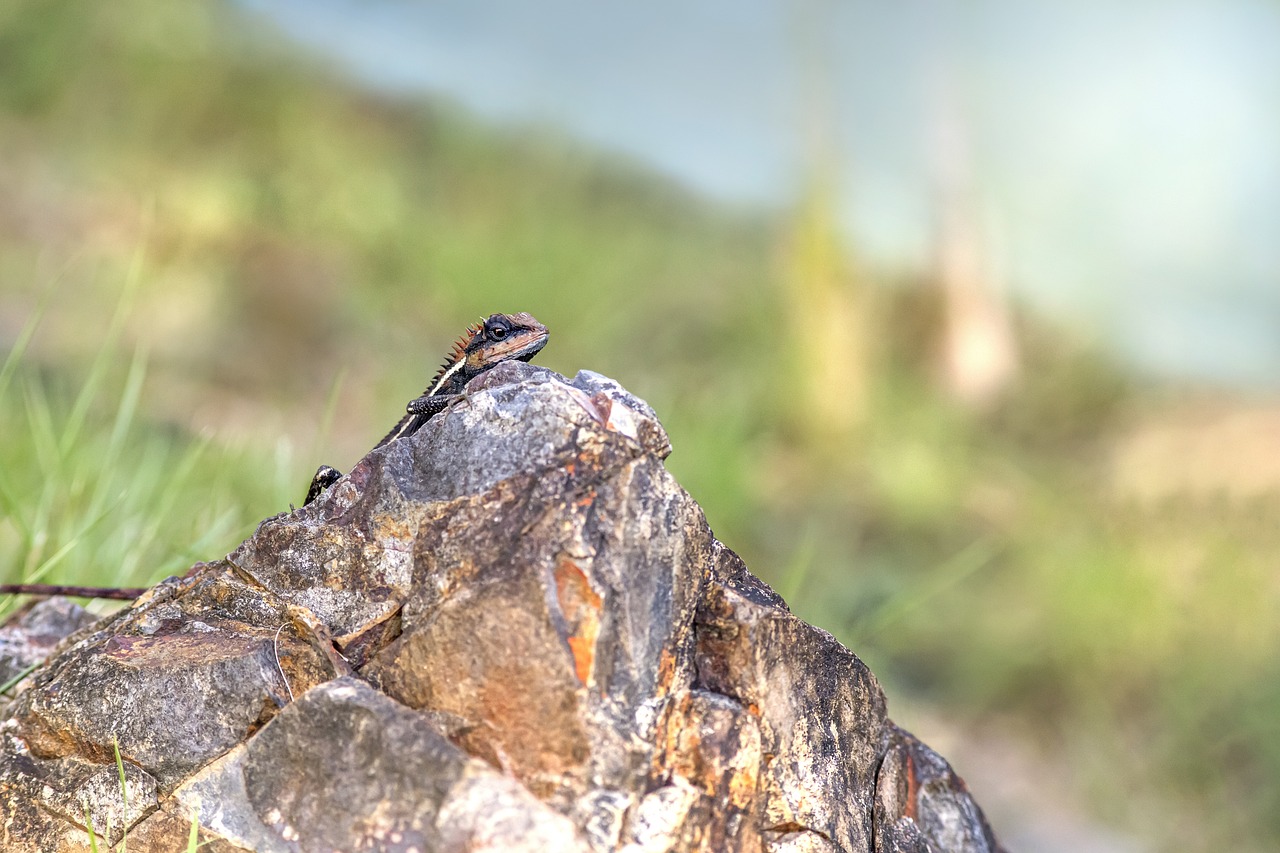 Emma gray`s forest lizard (Calotes emma)