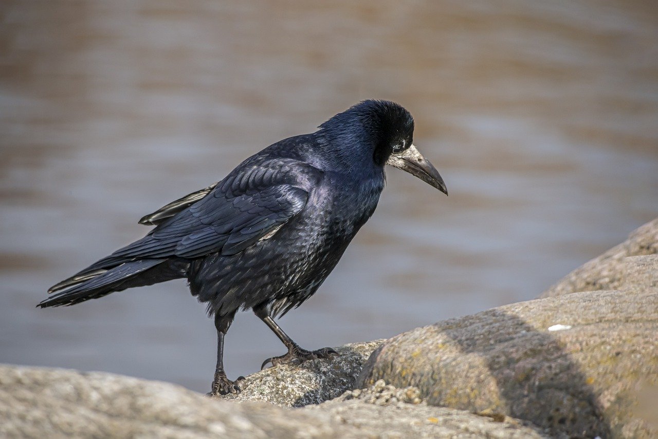 Rook (Corvus frugilegus)