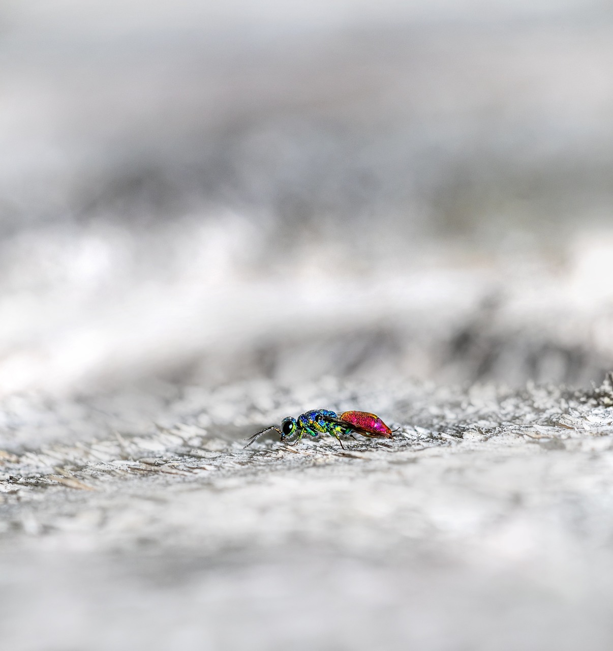 Cuckoo wasp (Chrysis fulgida)