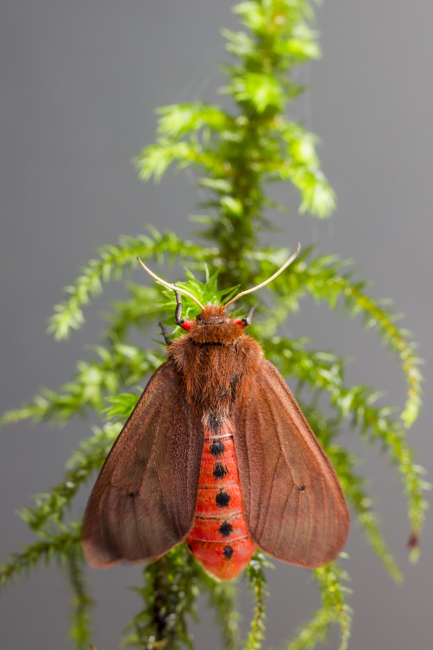 Ruby Tiger Moth (Phragmatobia fuliginosa)