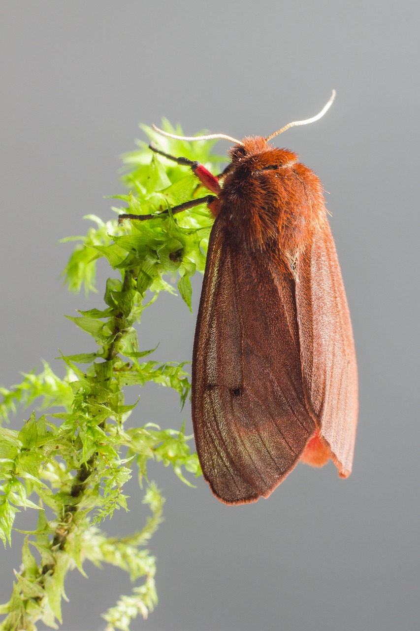 Ruby Tiger Moth (Phragmatobia fuliginosa)