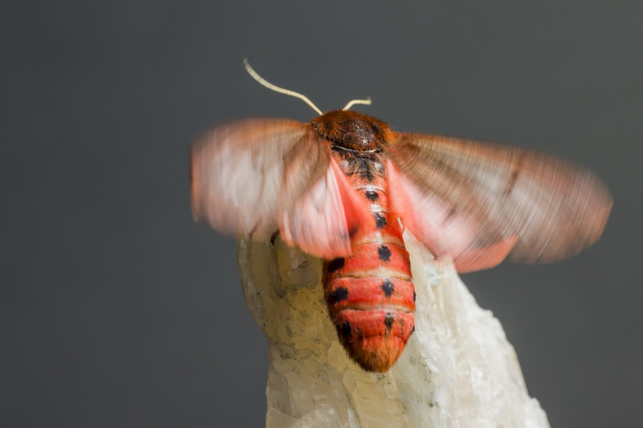 Ruby Tiger Moth (Phragmatobia fuliginosa)