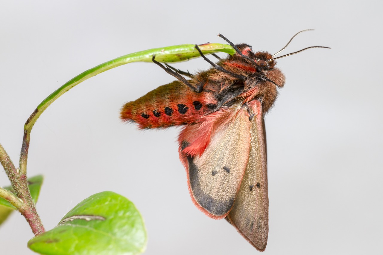 Ruby Tiger Moth (Phragmatobia fuliginosa)