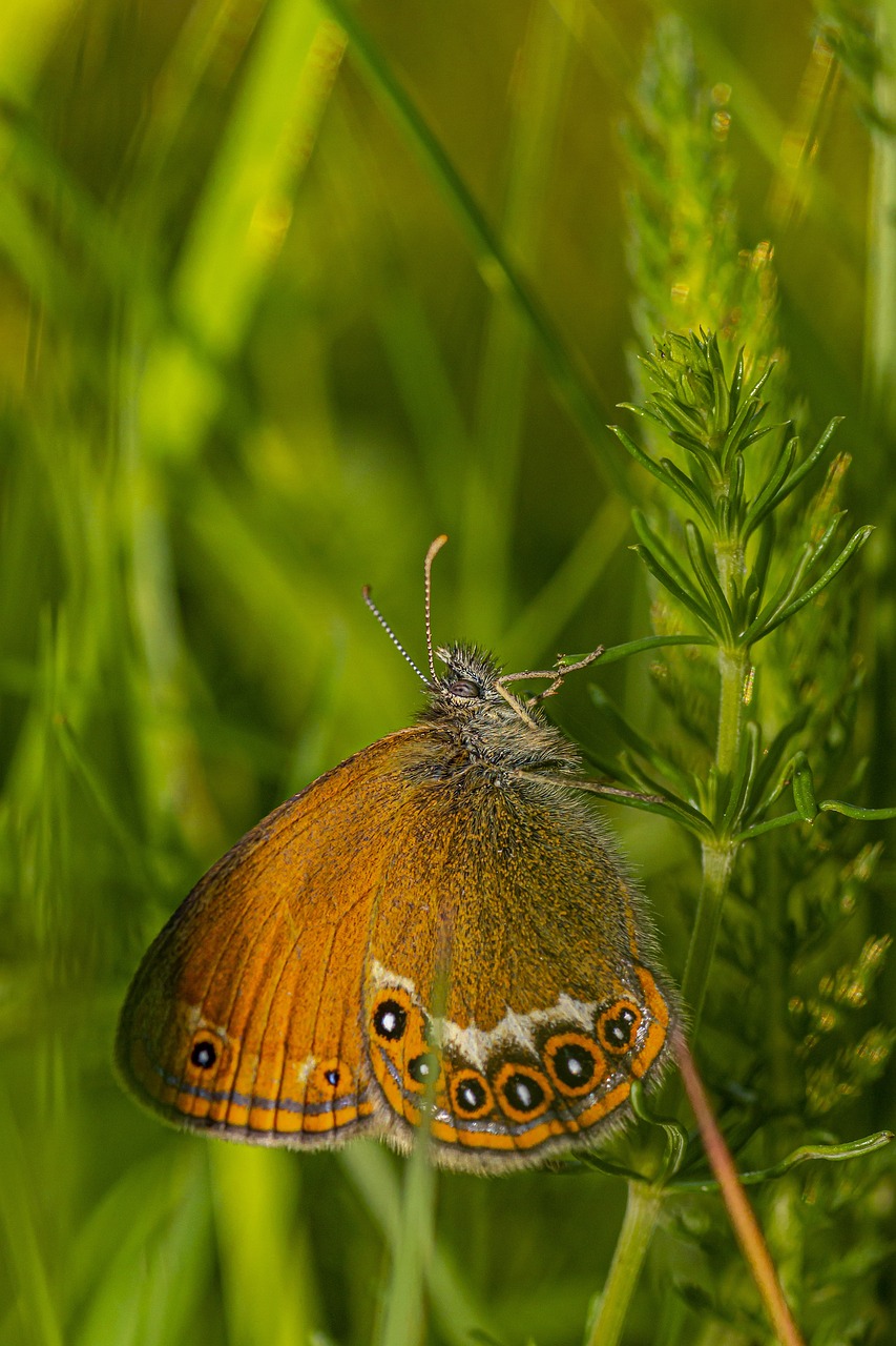 Scarce Heath (Coenonympha hero)