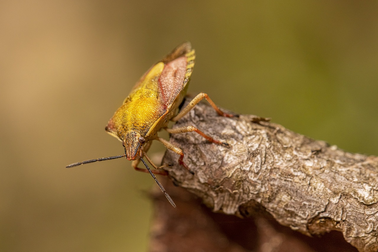 Black-shouldered Shield bug (Carpocoris purpureipennis)