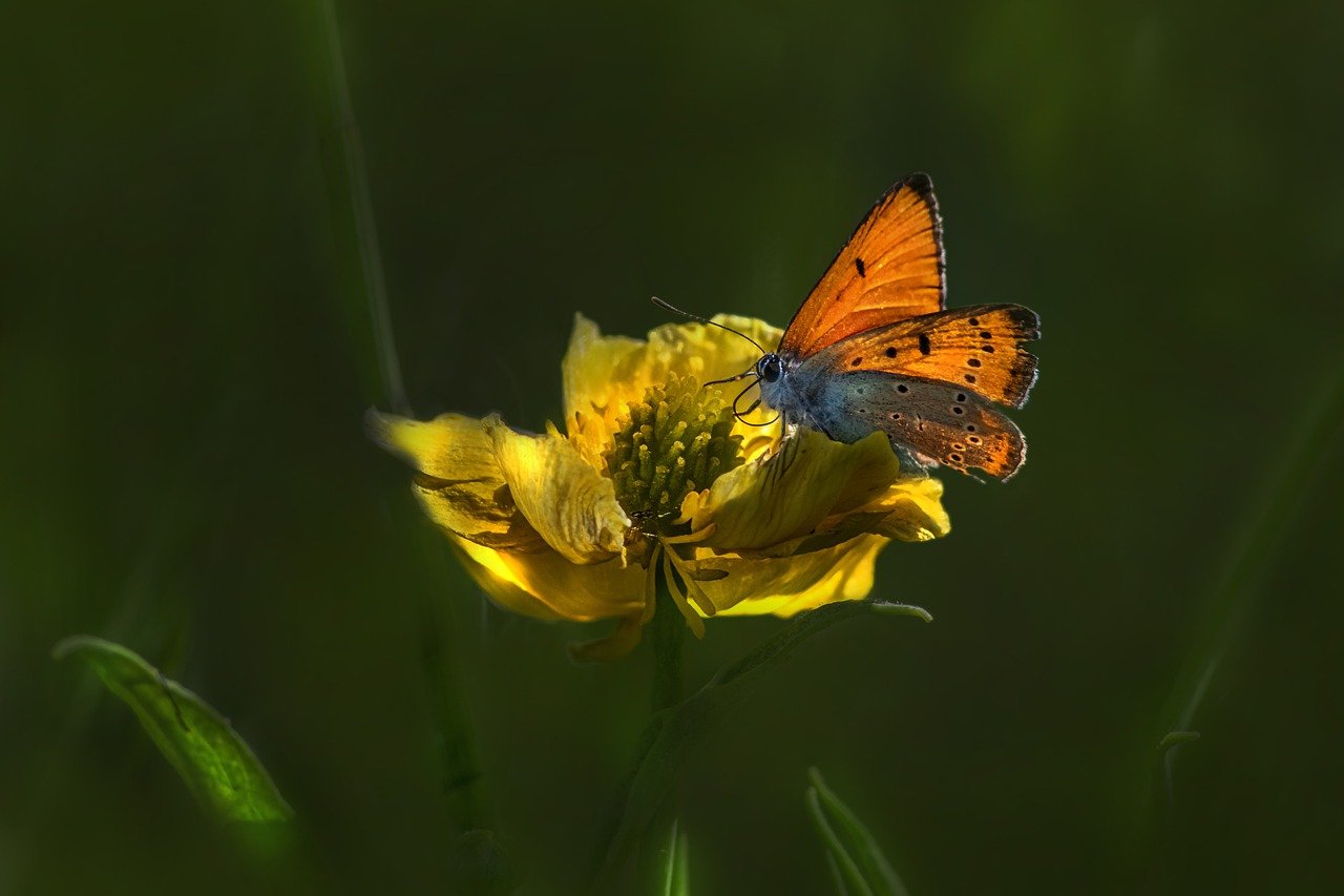 Small Copper butterfly (Lycaena phlaeas)