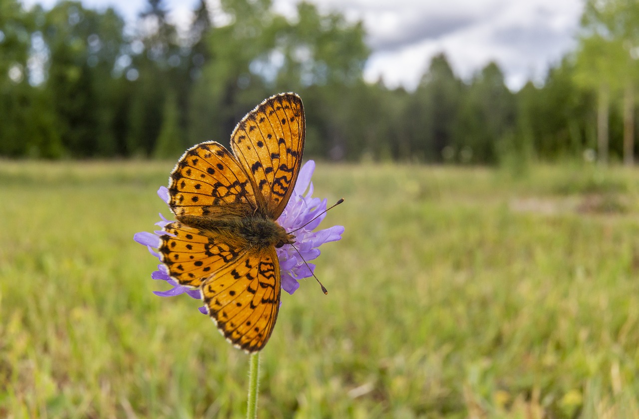  Lesser marbled fritillary (Brenthis ino)