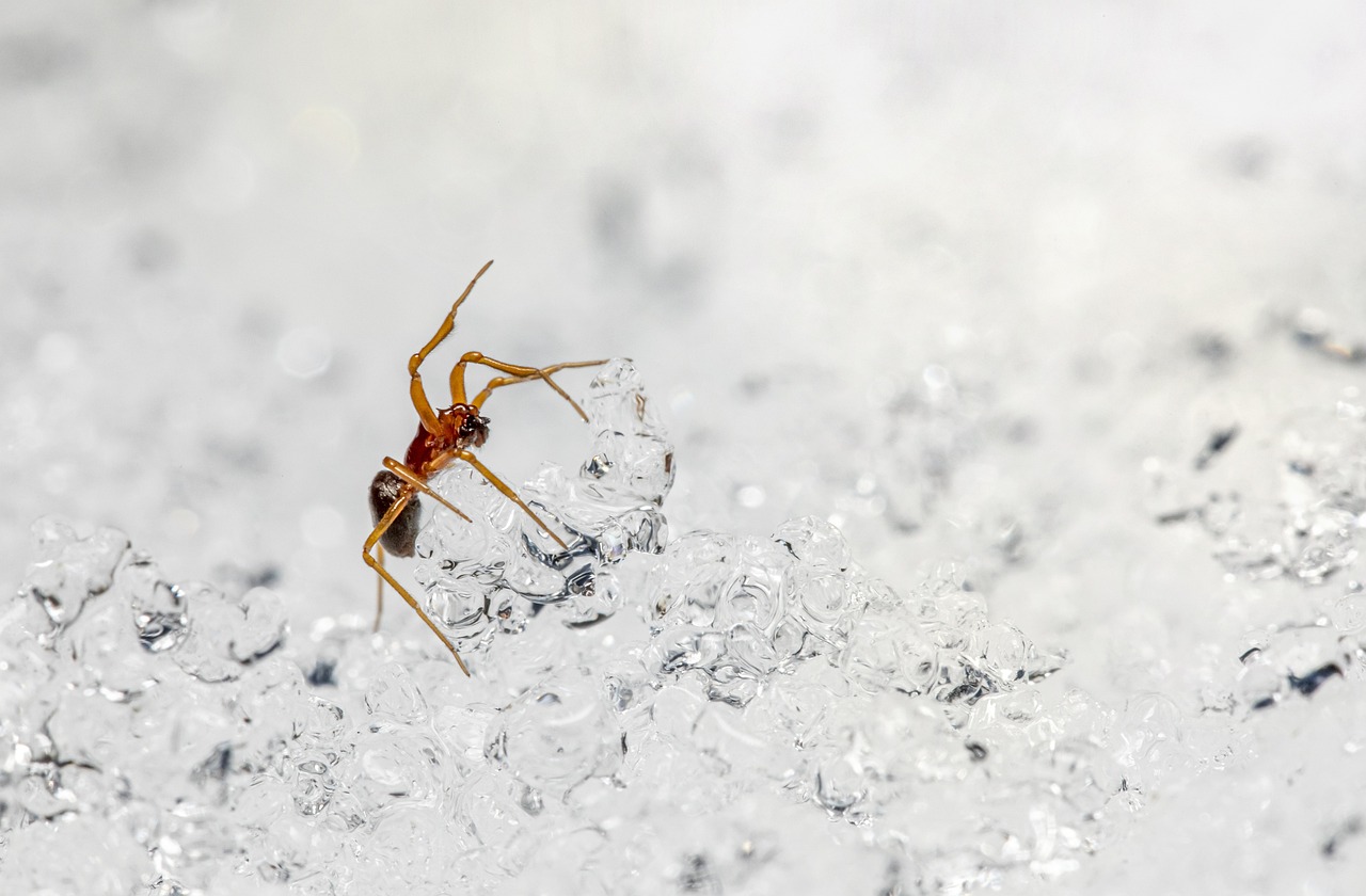 False widow spider (Steatoda grossa)