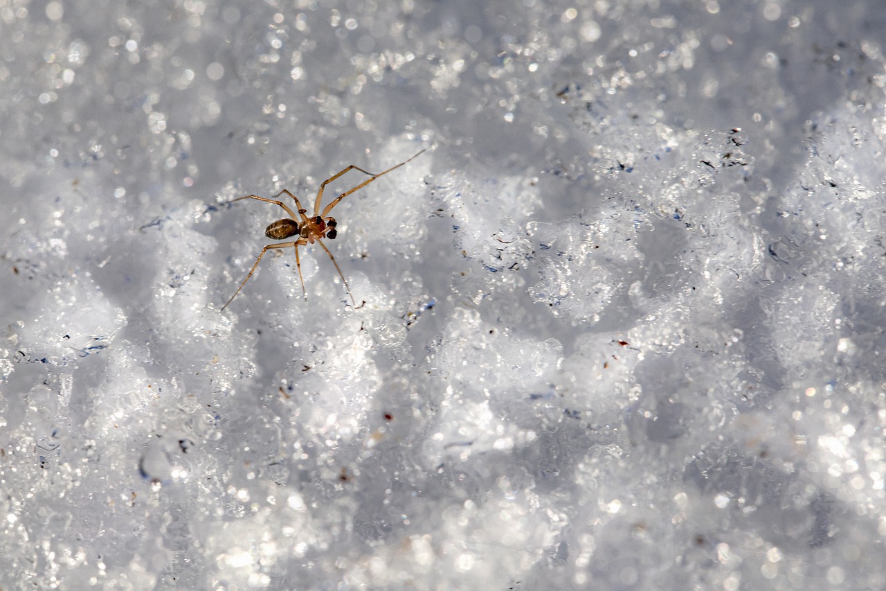 False widow spider (Steatoda grossa)