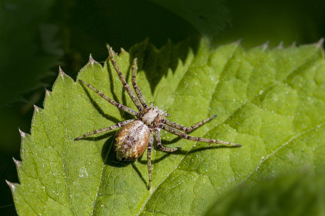 Turf Running Spider (Philodromus cespitum)