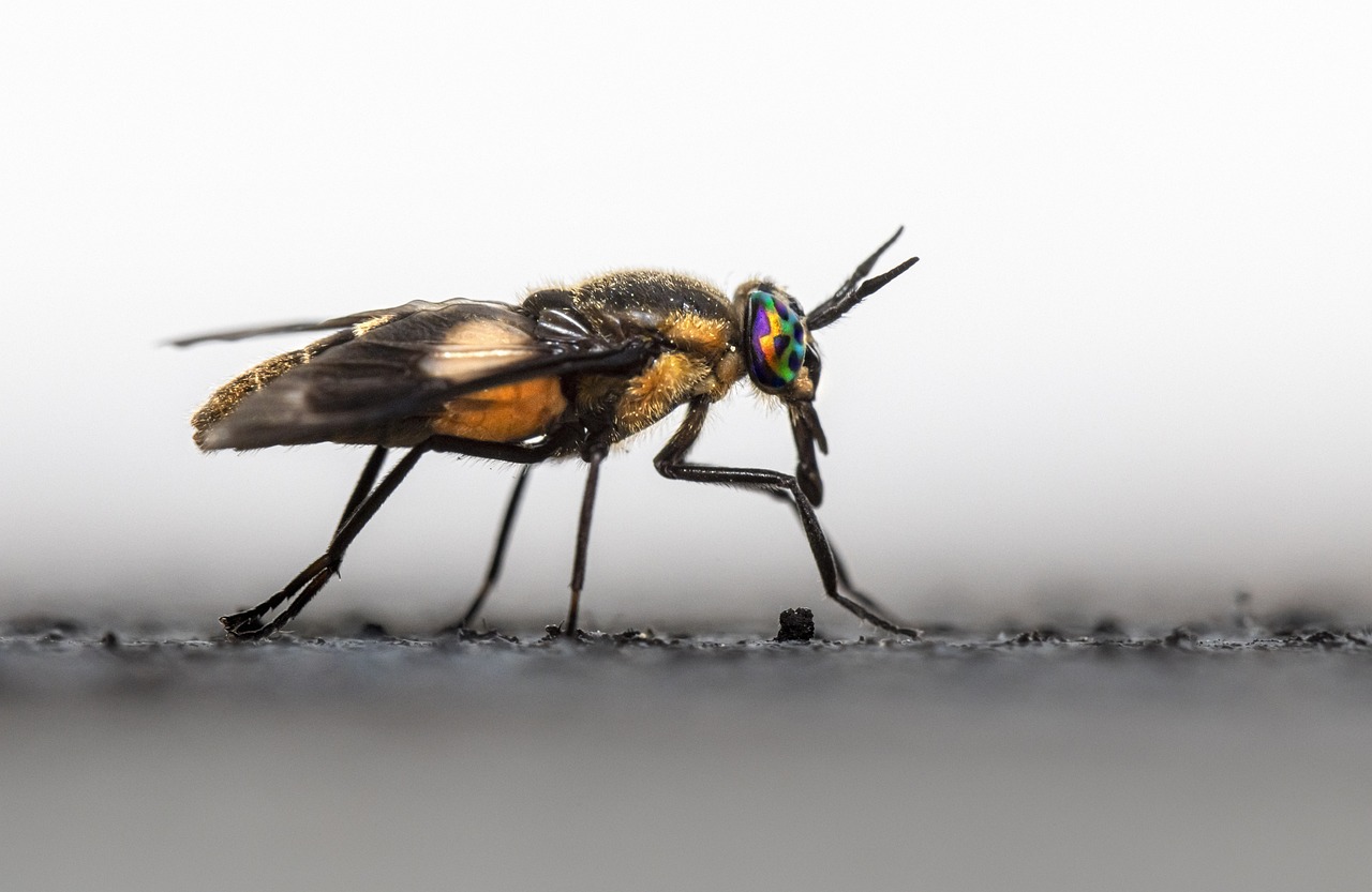 Splayed deer fly (Chrysops caecutiens)