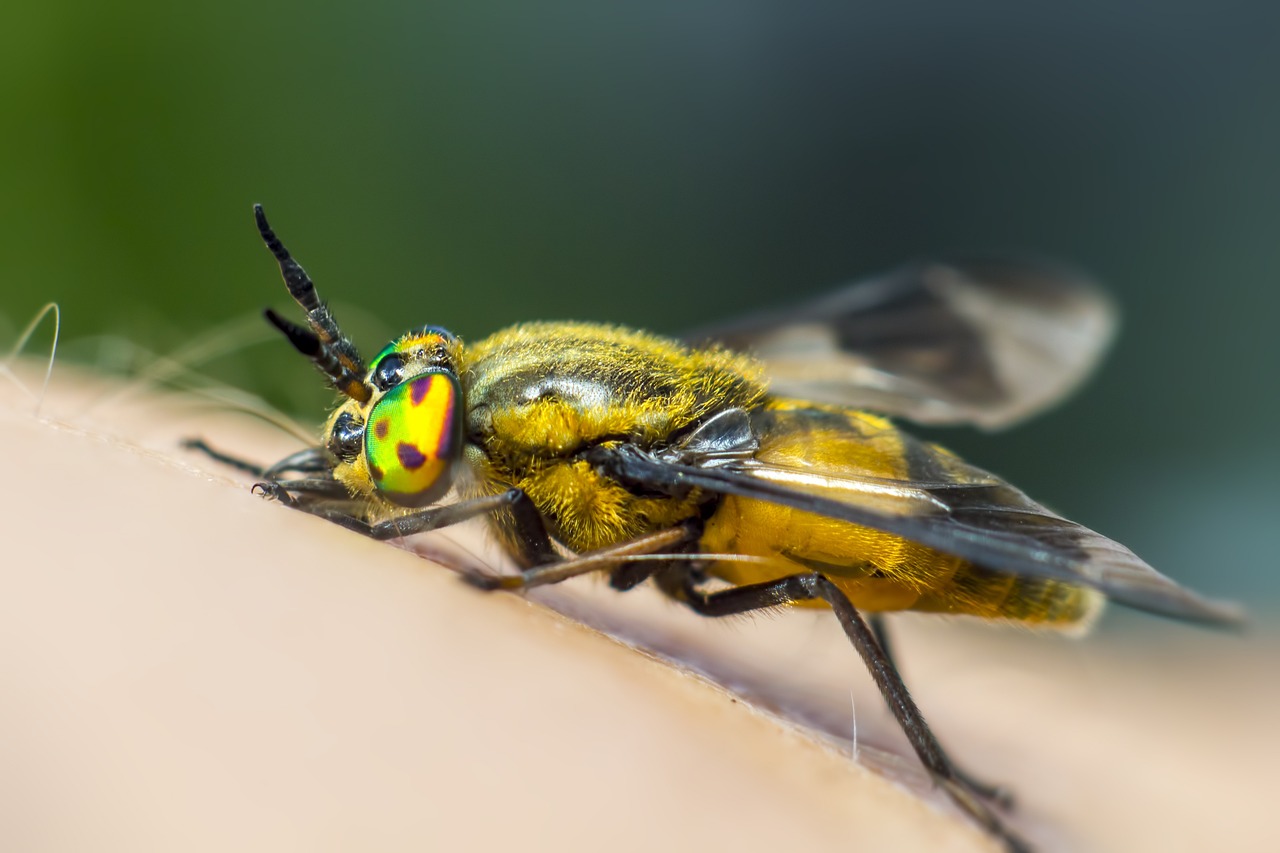 Splayed deer fly (Chrysops caecutiens)