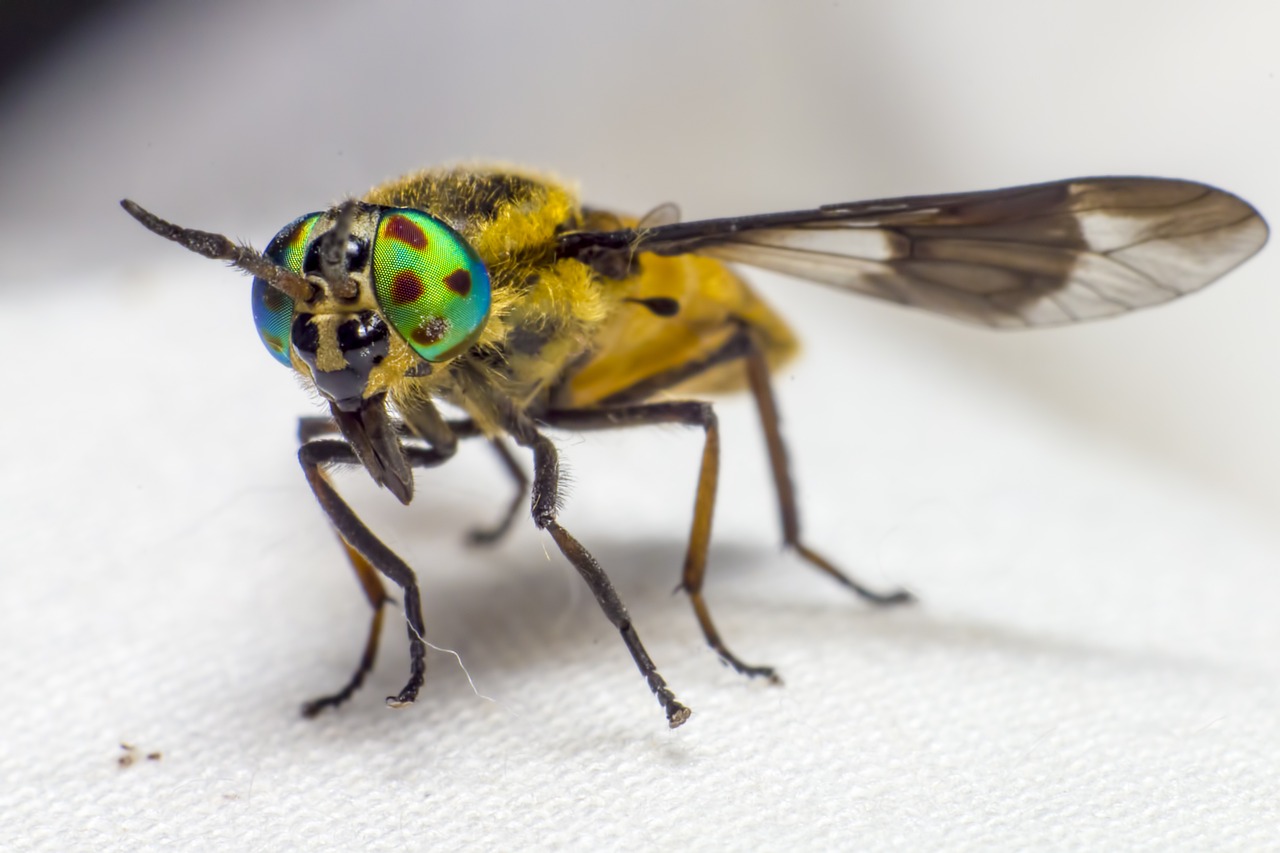 Splayed deer fly (Chrysops caecutiens)