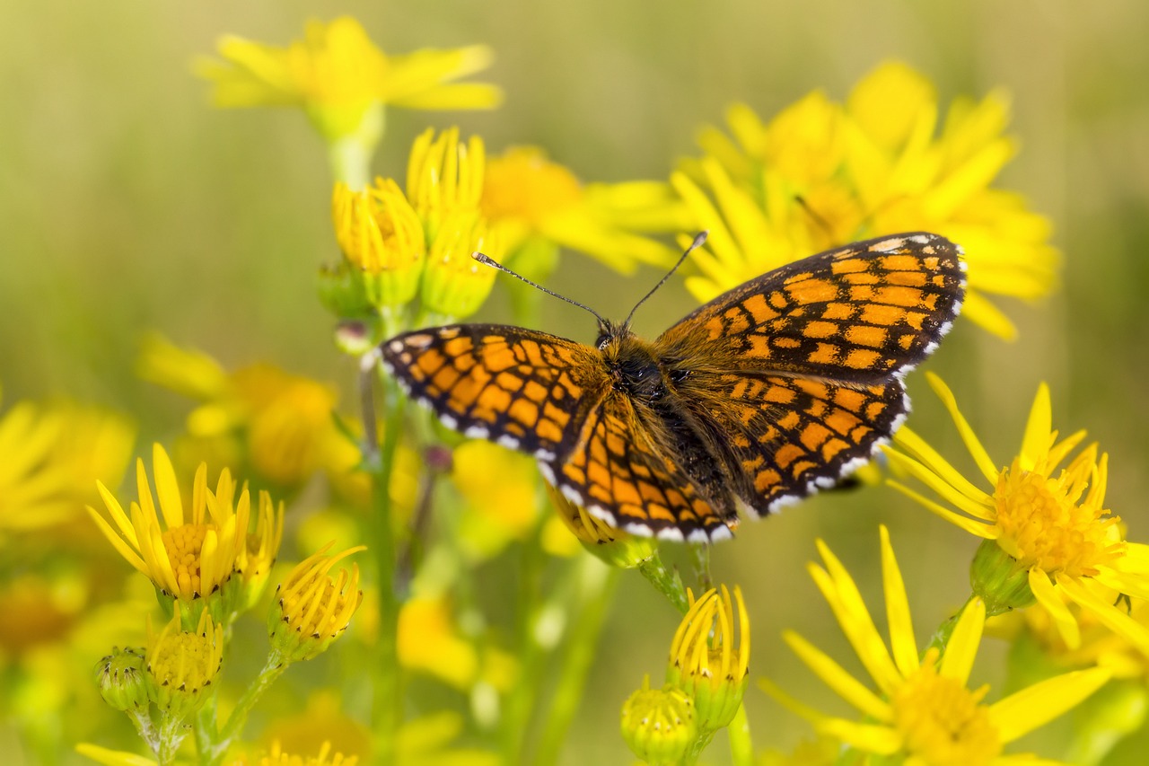 Heath Fritillary (Melitaea parthenoides)