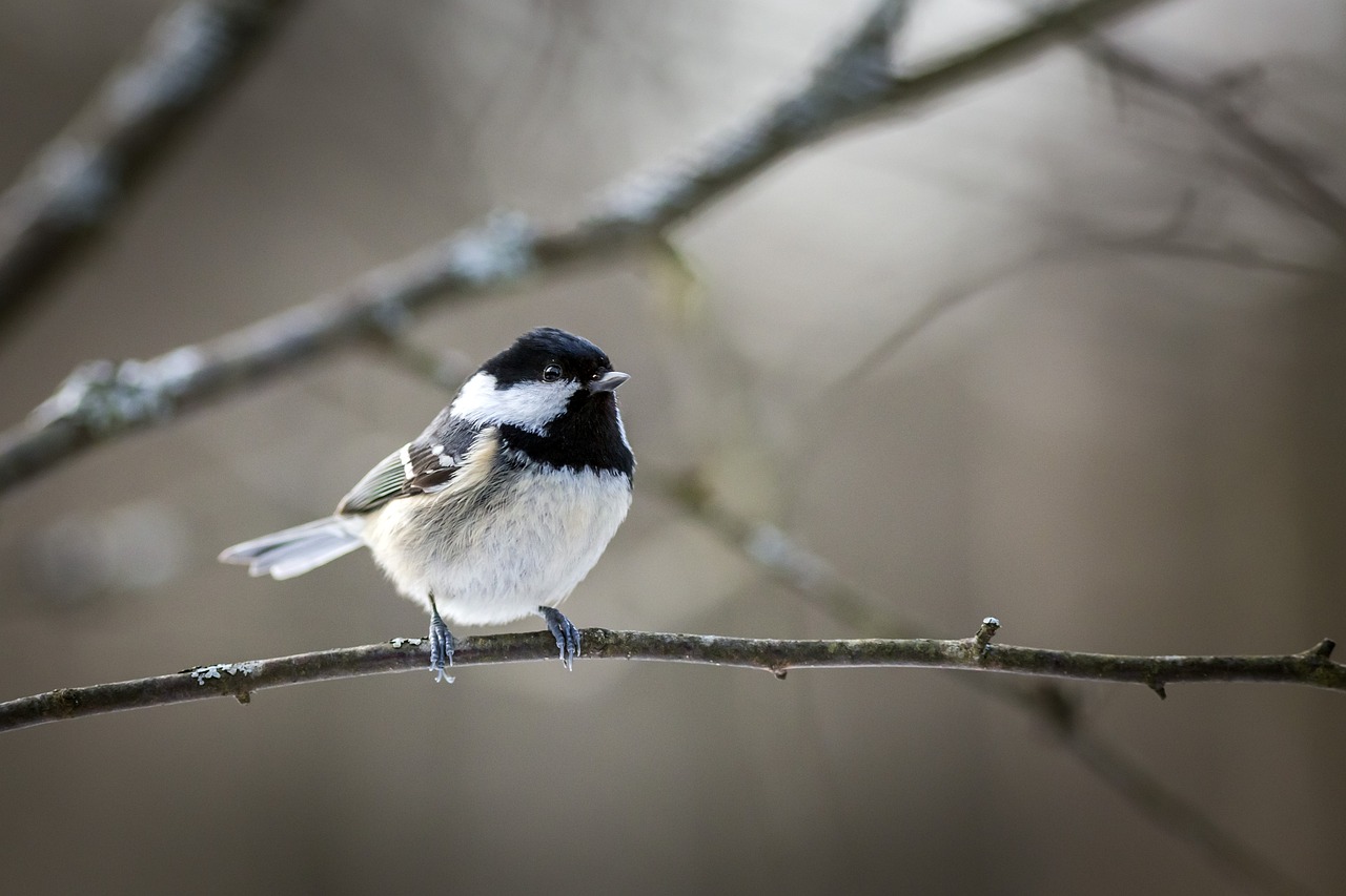 Coal tit (Periparus ater)