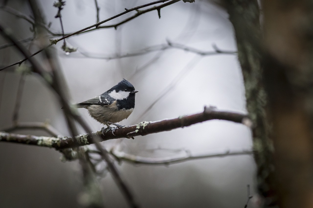 Coal tit (Periparus ater)