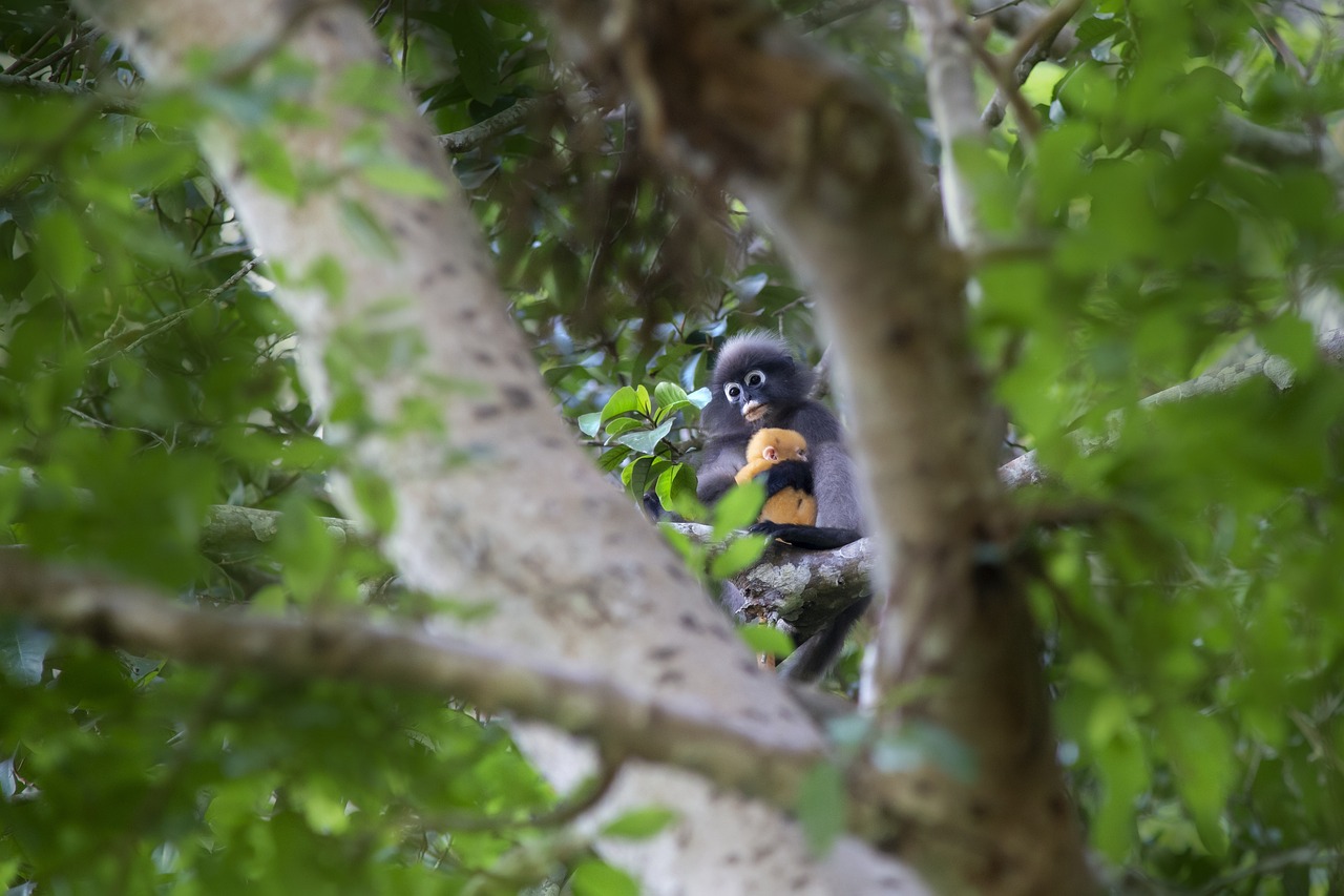 Dusky leaf monkey (Trachypithecus obscurus)