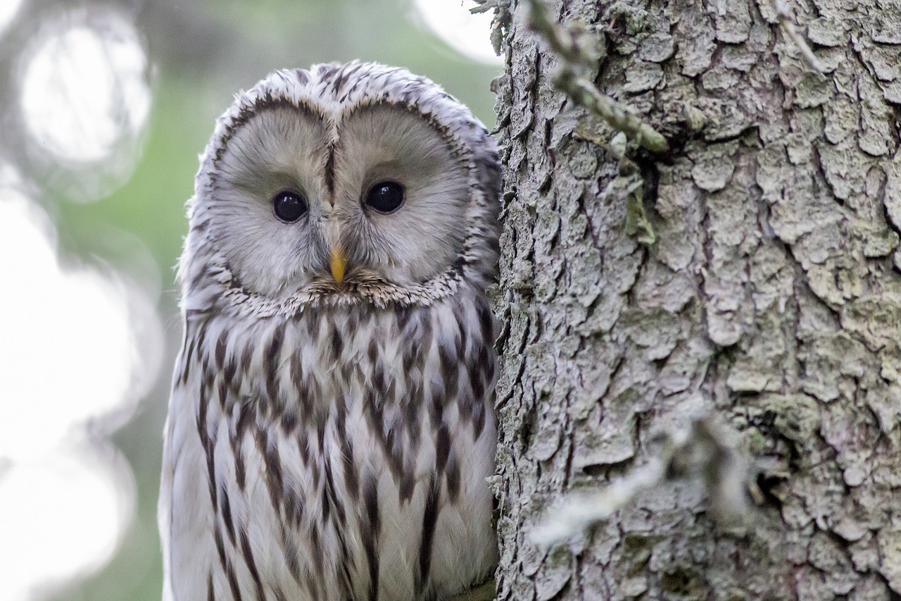 Ural owl (Strix uralensis)