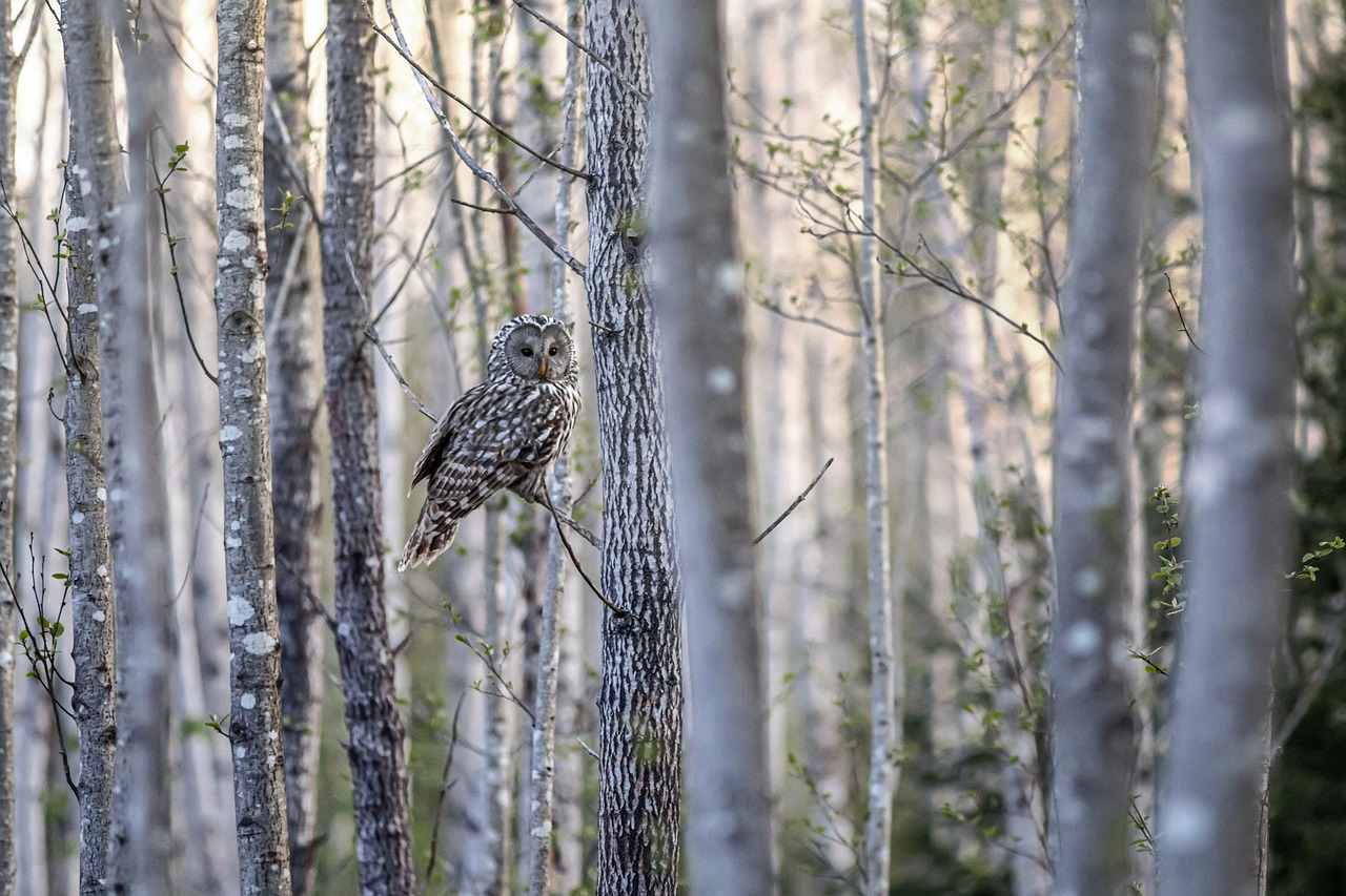 Ural owl (Strix uralensis)