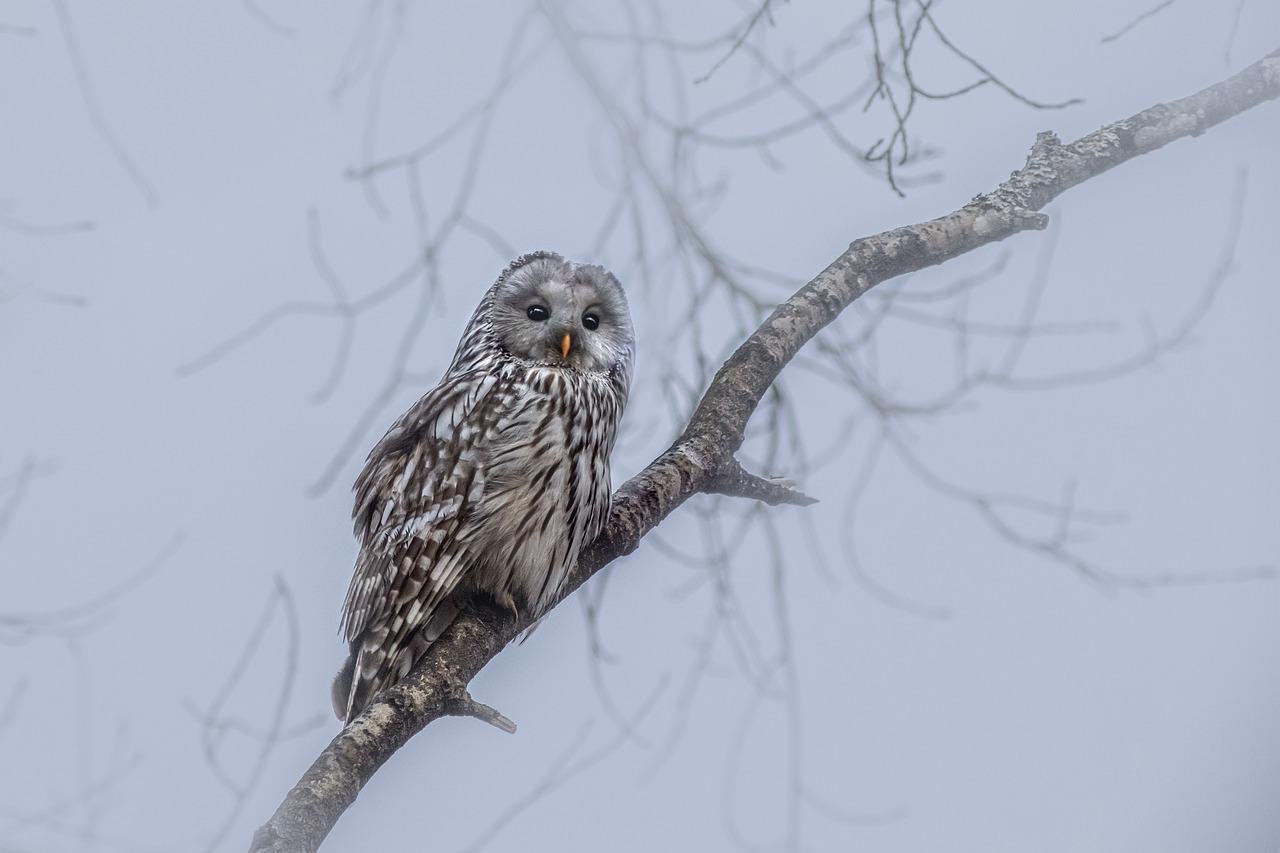 Ural owl (Strix uralensis)