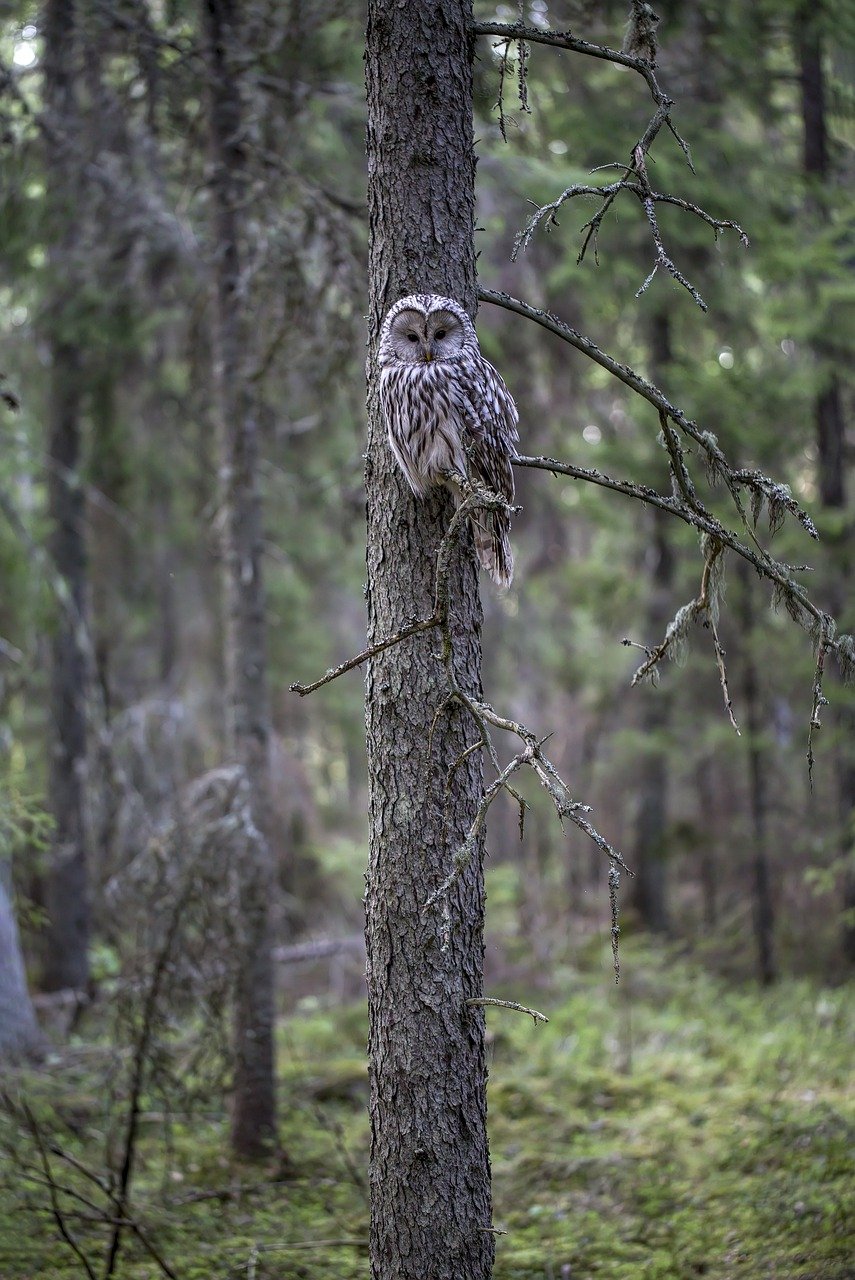 Ural owl (Strix uralensis)