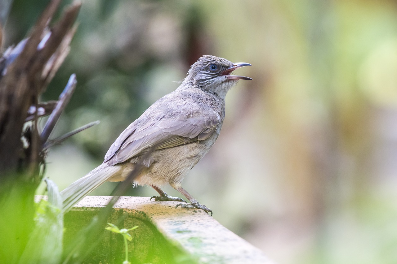 Streak-eared Bulbul (Pycnonotus conradi)