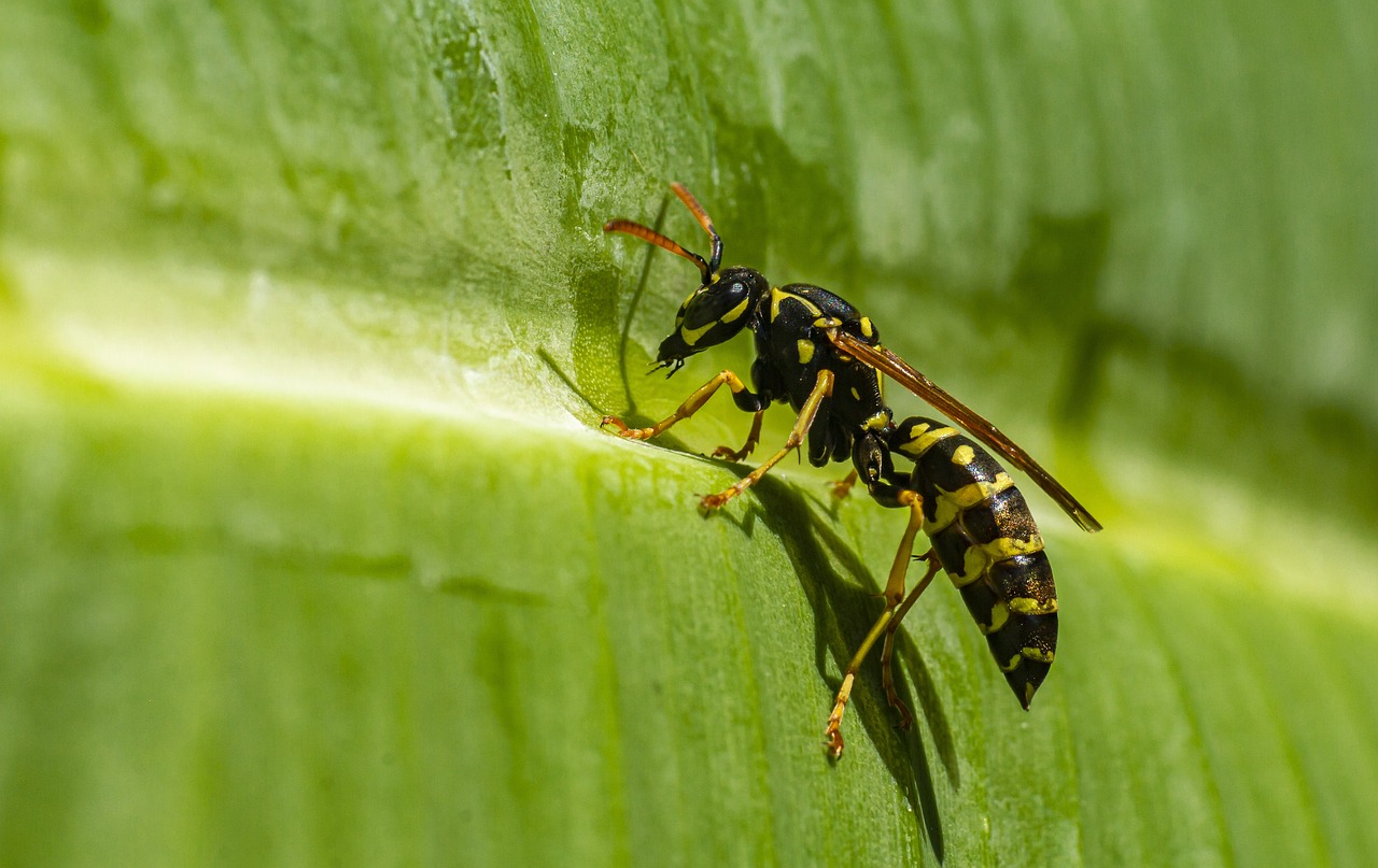 European paper wasp (Polistes dominula)