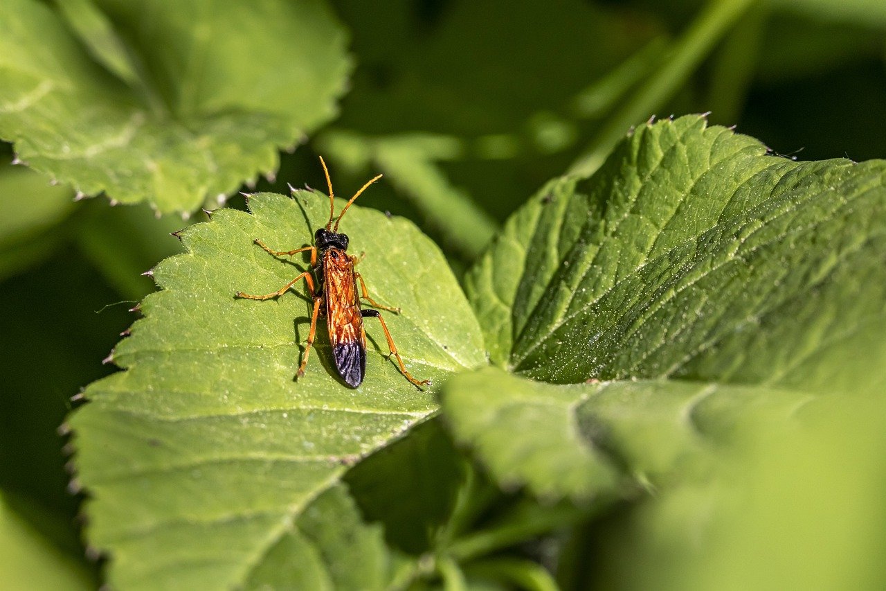 Figwort Sawfly (Tenthredo scrophulariae)