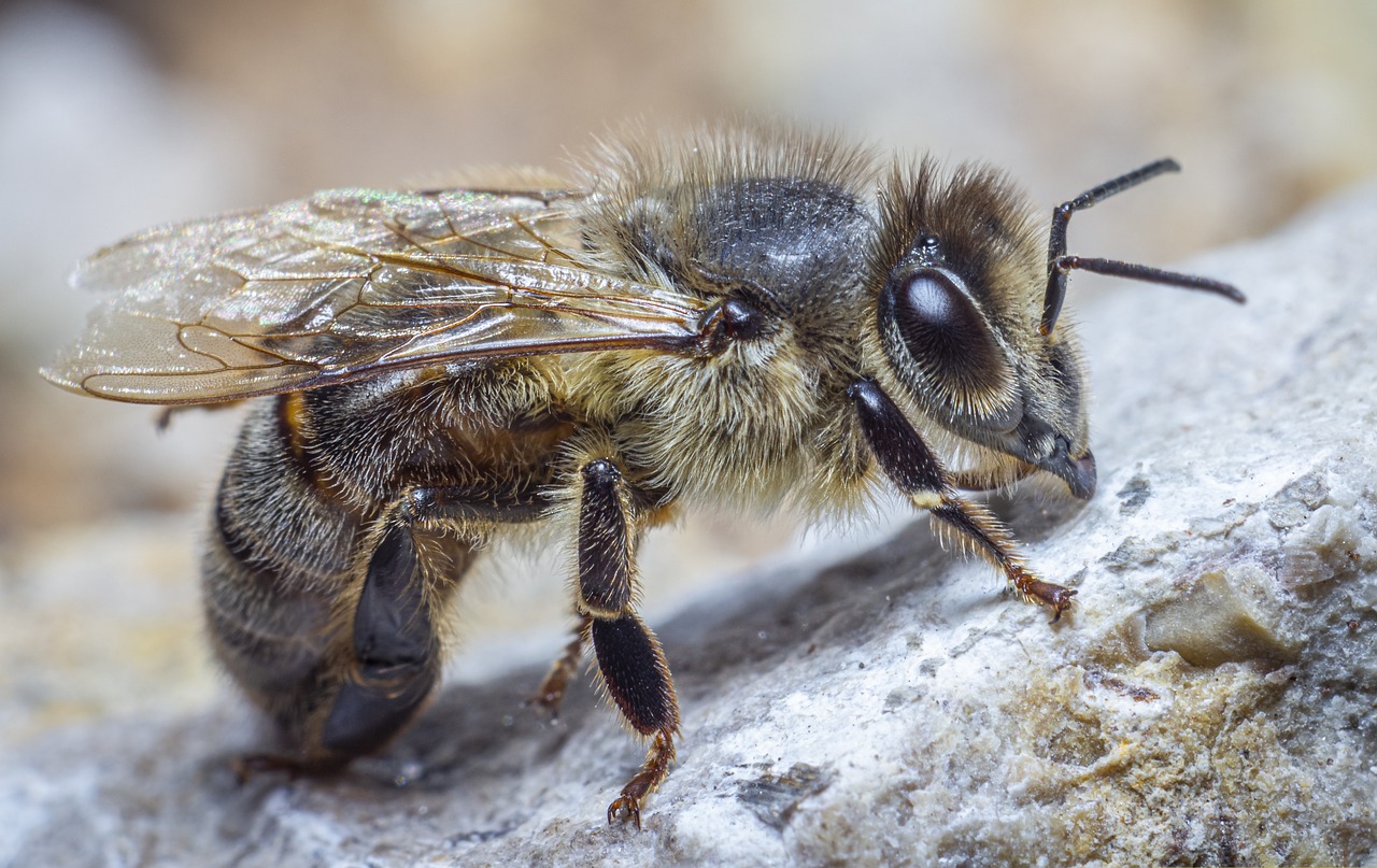 Western honey bee (Apis mellifera)