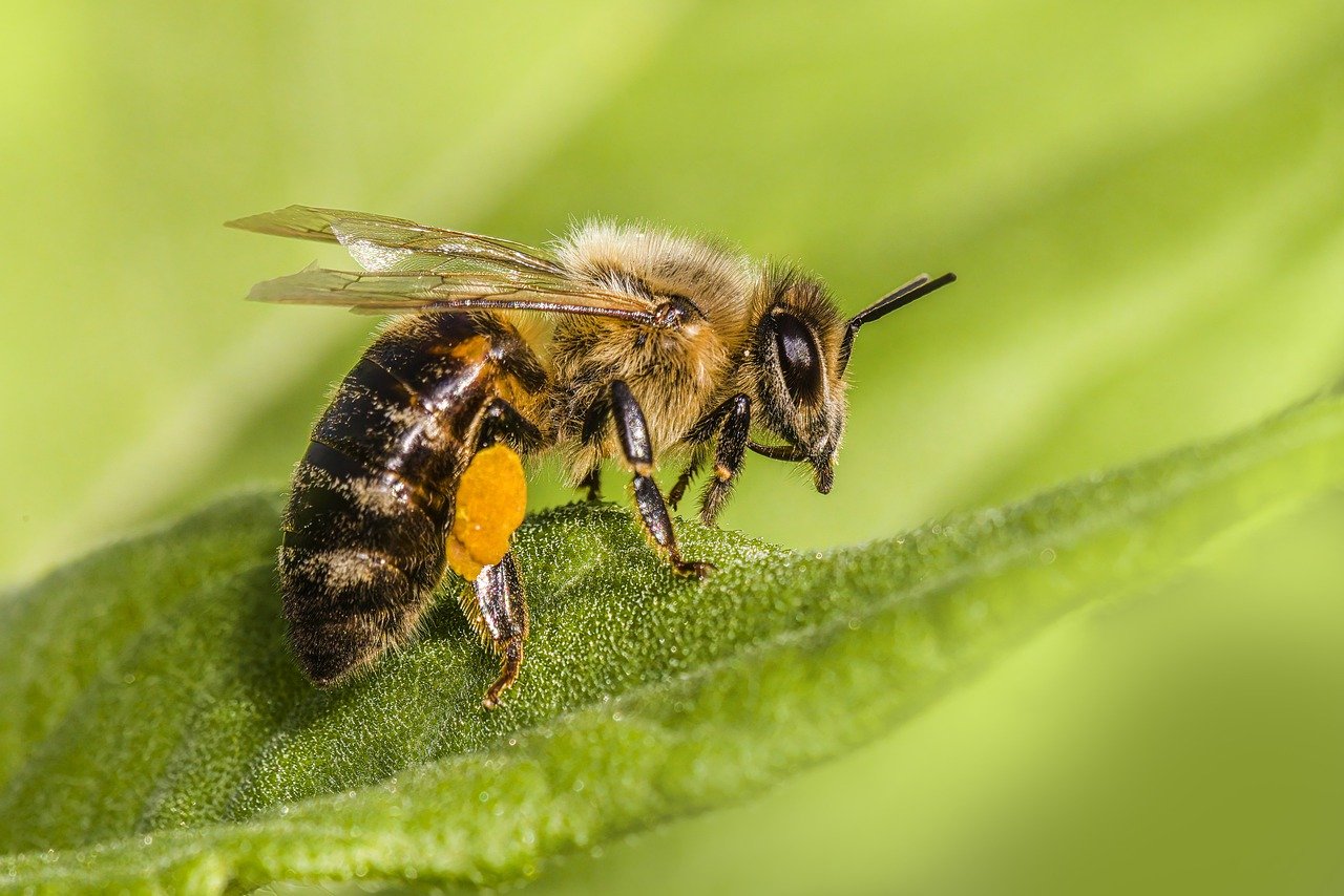 Western honey bee (Apis mellifera)